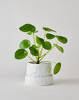 Speckled White Crackle Organic Planter in by Angus & Celeste オーガニックプランター ホワイト