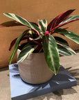 Planter by Bridget Bodenham プランター