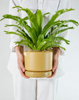 Soft Cylinder Planters by Angus & Celeste ソフトシリンダープランター