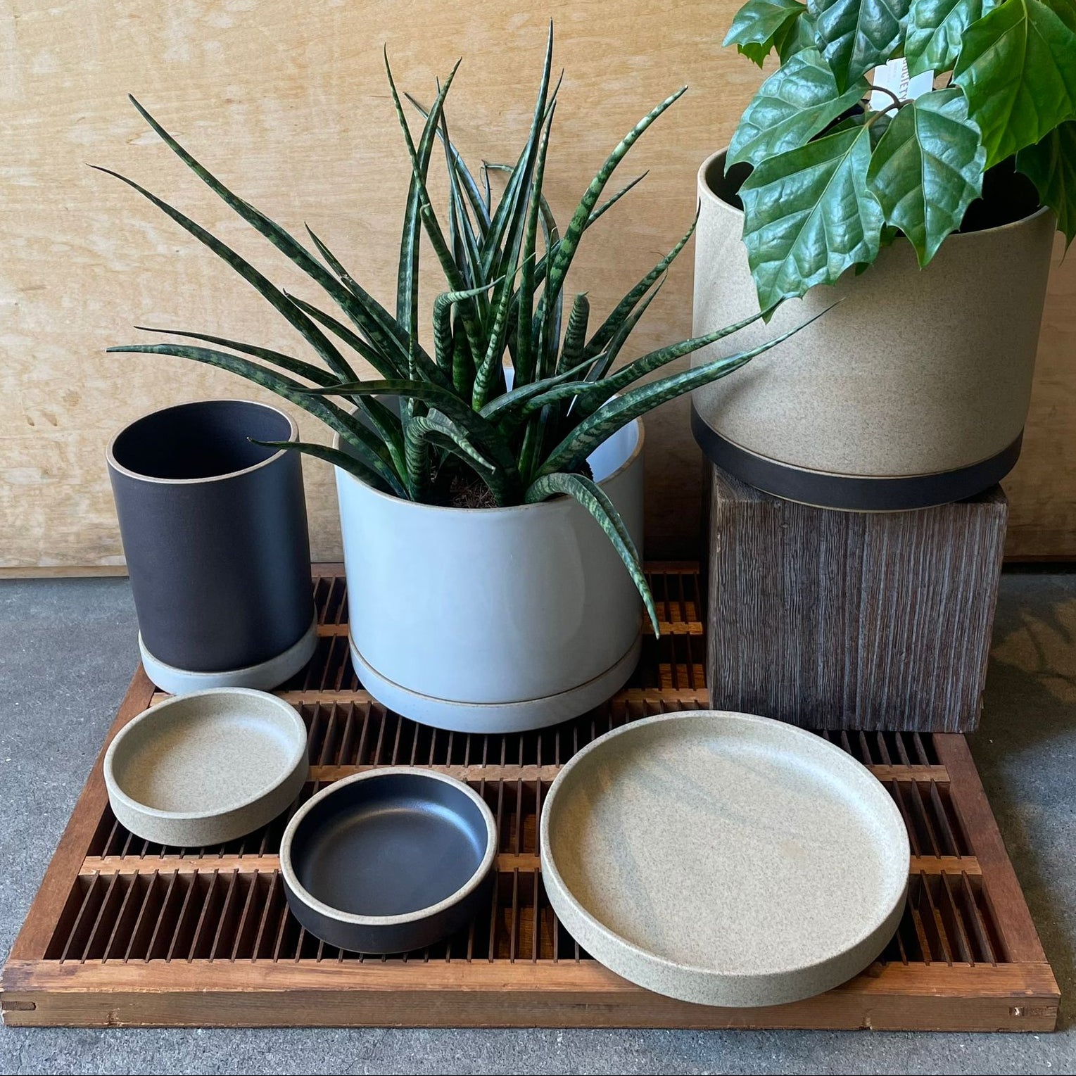 植木鉢・花瓶 Planters & Vases – THE PLANT SOCIETY TOKYO