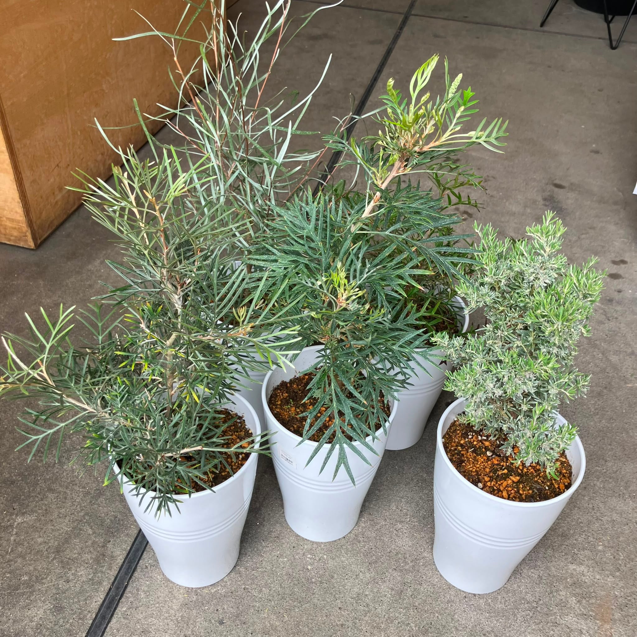 Plants プランツ I 植物インドアプランツ一覧 I プラントソサエティ