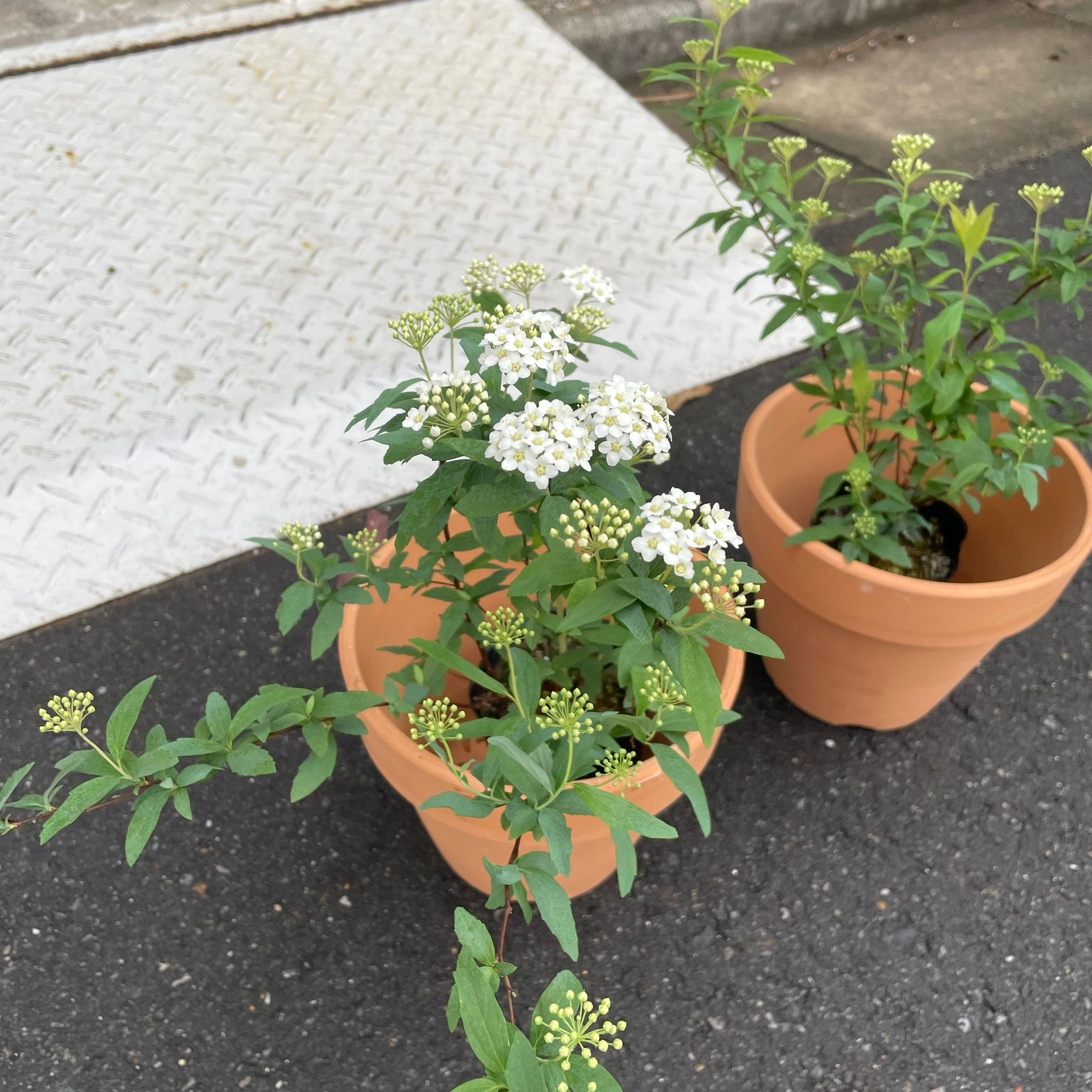 コデマリ I インドアプランツ I プラントソサエティトーキョー