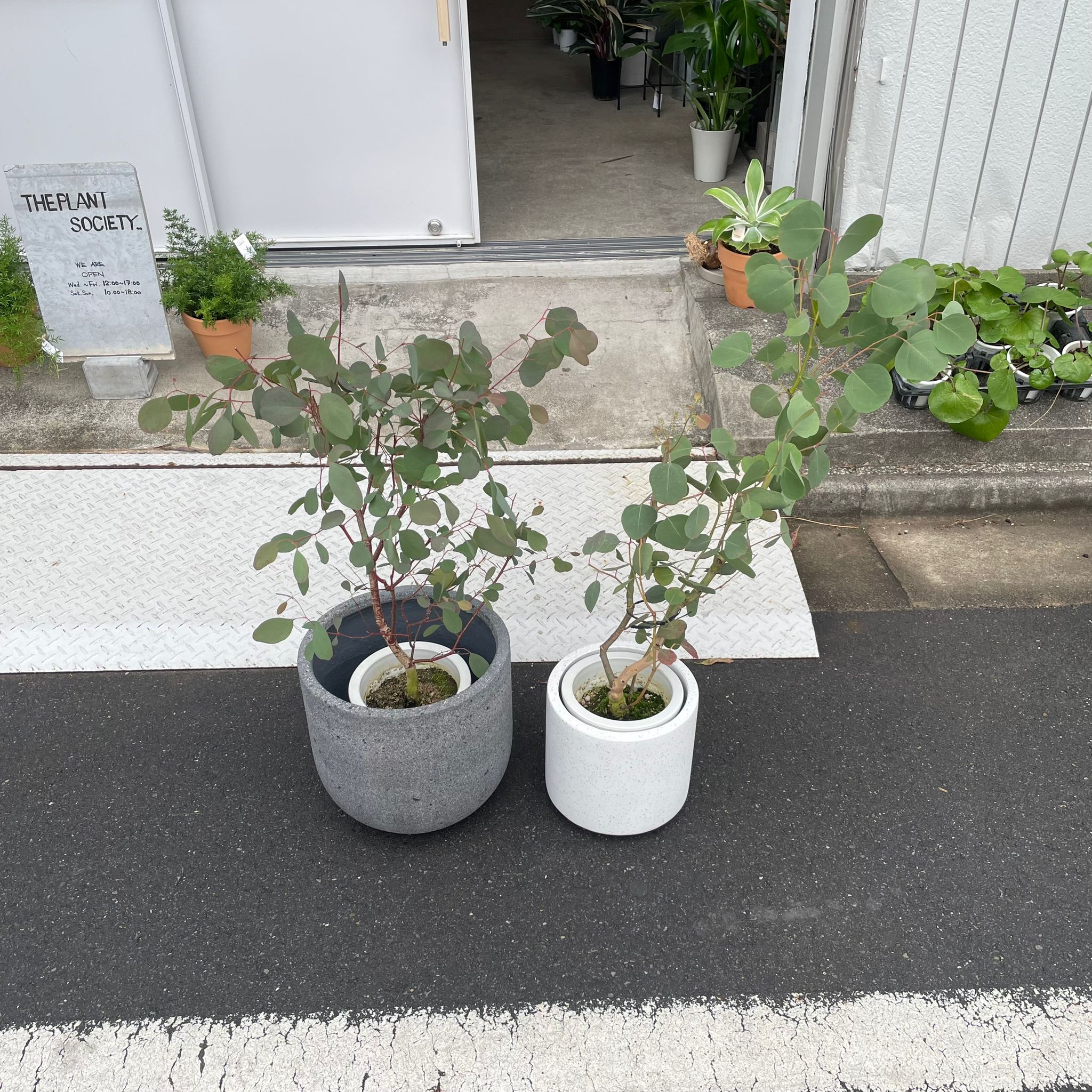 ユーカリ　ポポラス　/97 ユーカリ ポポラス I インドアプランツ I プラントソサエティ