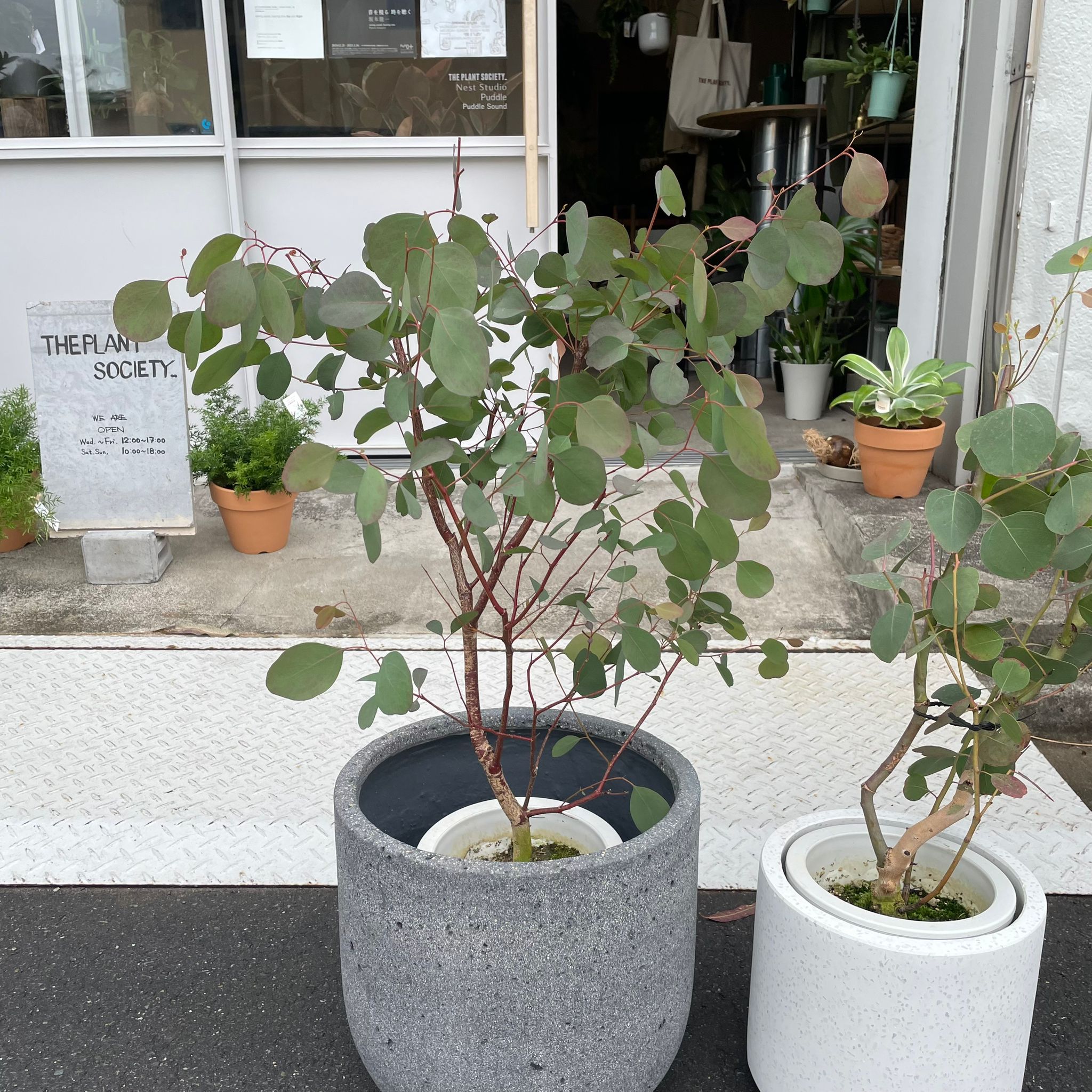 ユーカリ ポポラス I インドアプランツ I プラントソサエティ