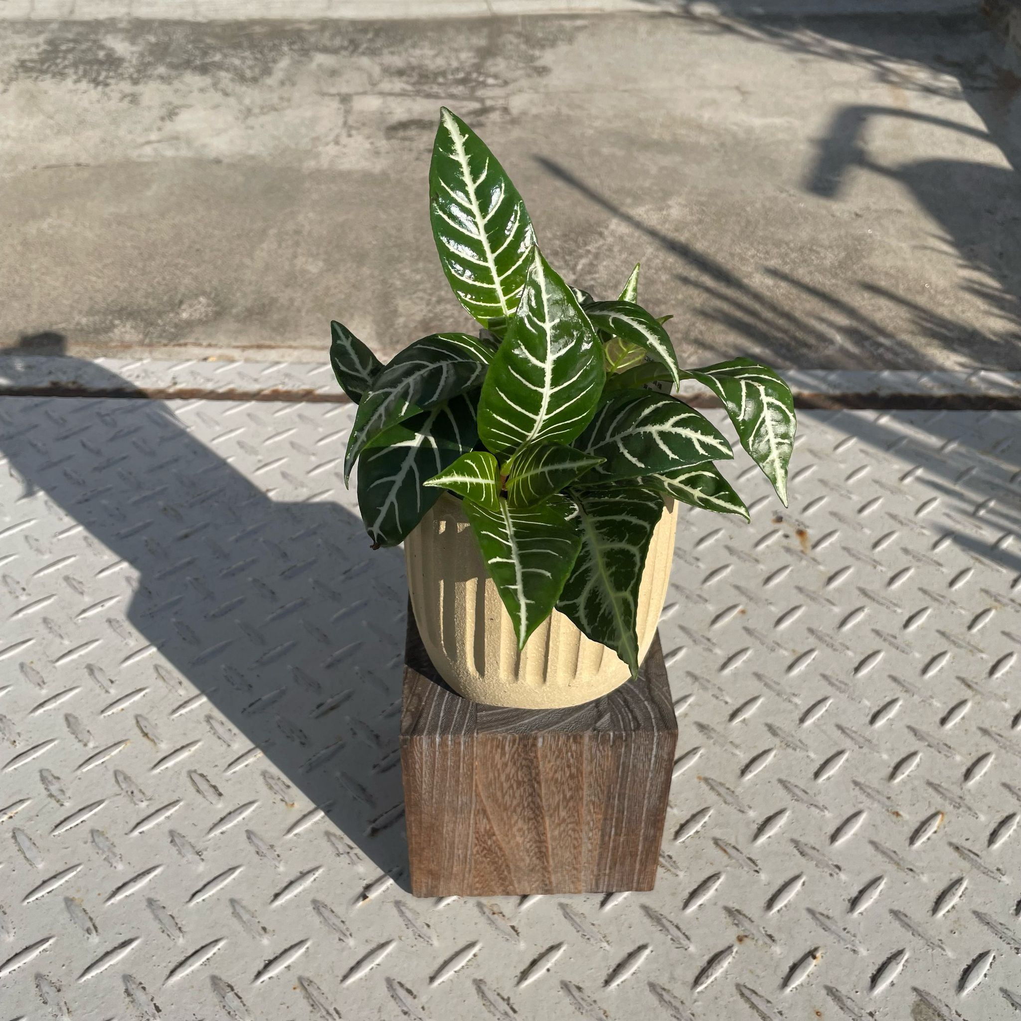 ダニア トロピコ I インドアプランツ I プラントソサエティトーキョー