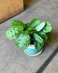 Prayer plant マランタ ･ マッサンゲアナ Size 3