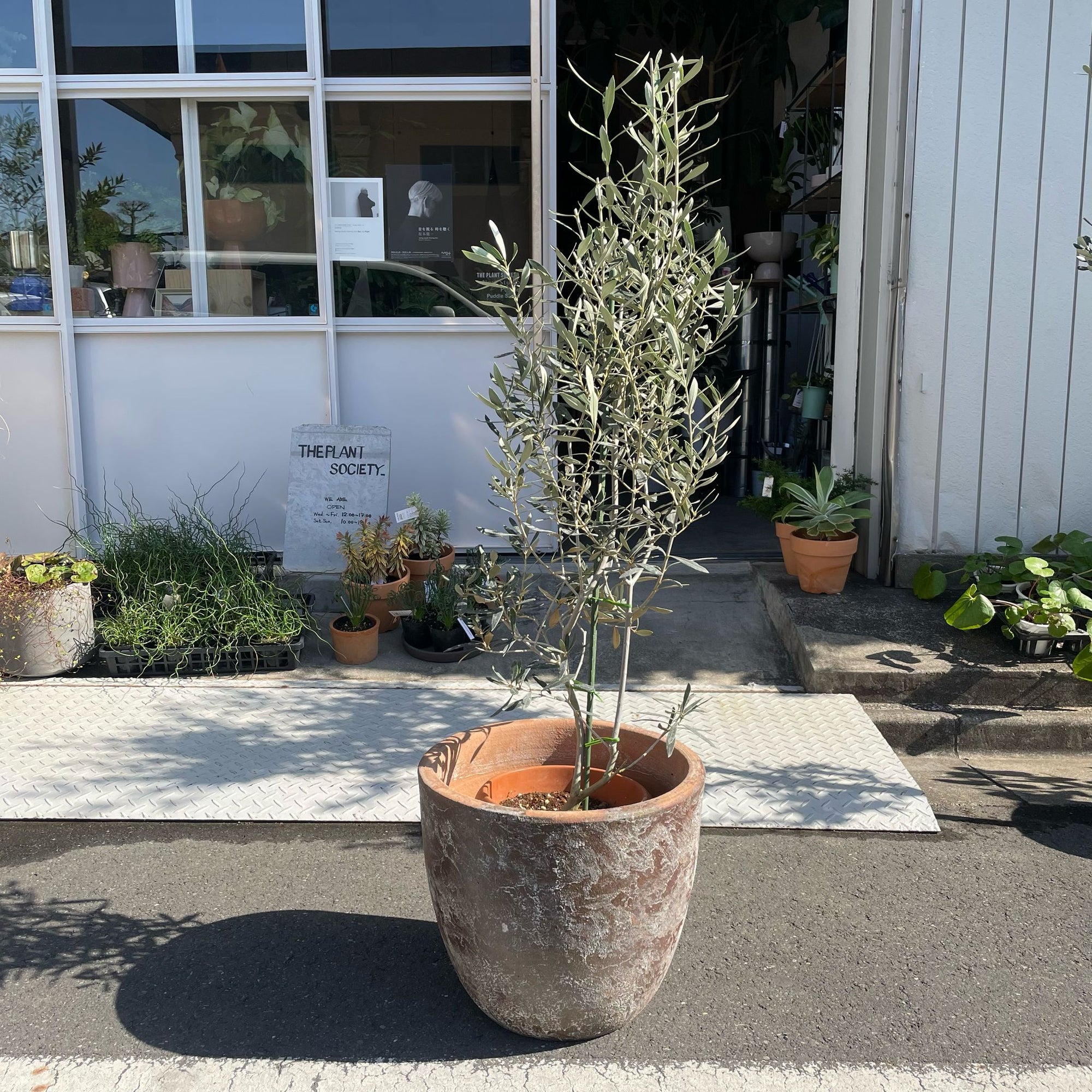 Olive オリーブ
