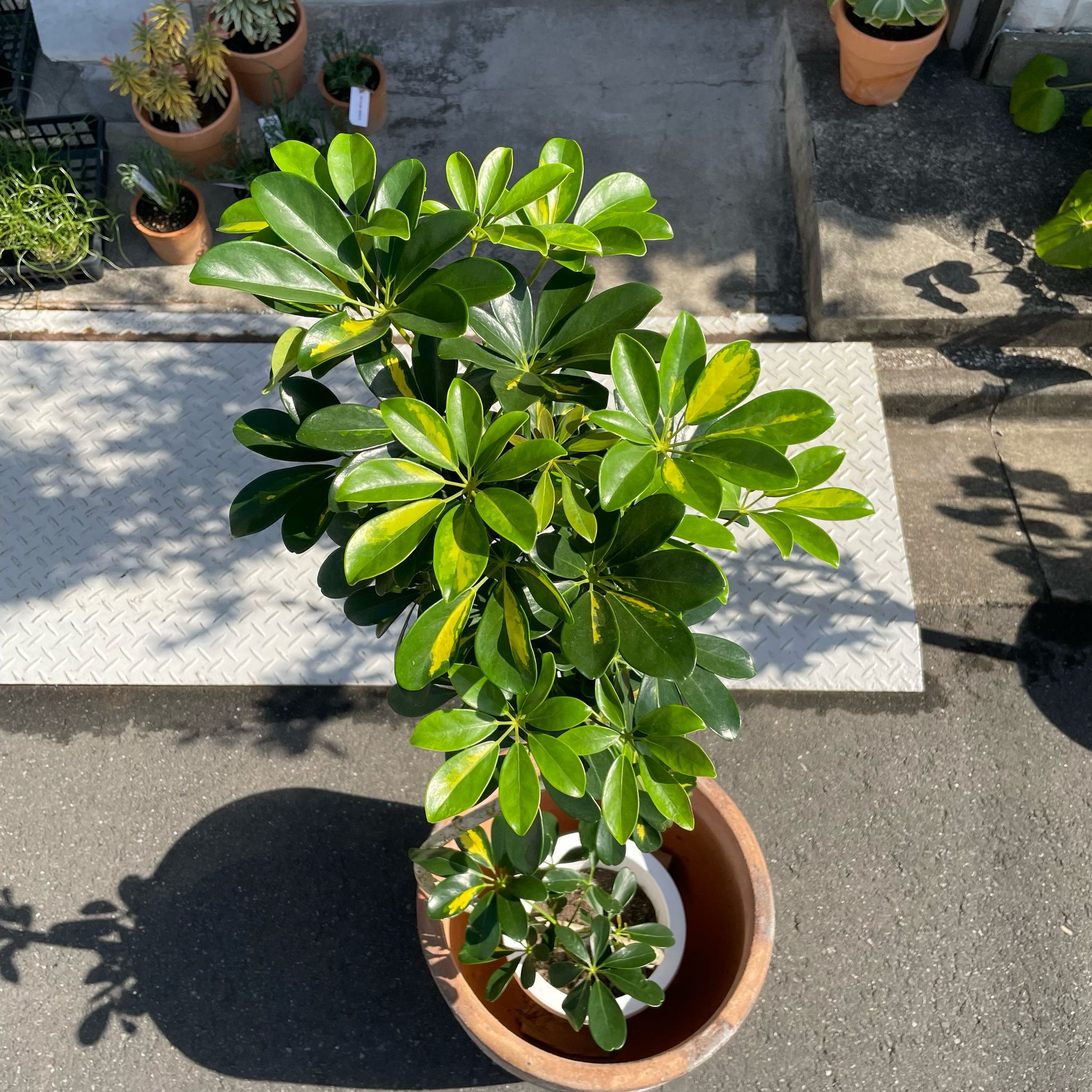 シェフレラホンコン シェフレラ・ホンコンカポック | 株式会社 野沢園 I 創業150年