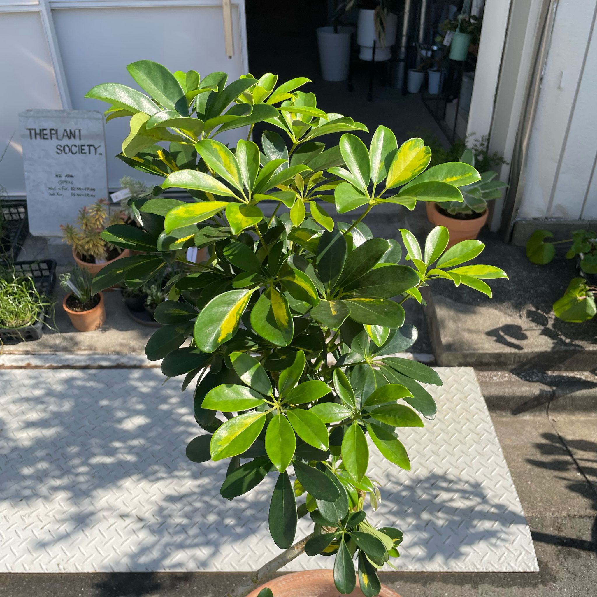 【直接取引限定】シェフレラ カポック 斑入り少し 約160cm シェフレラ ホンコンカポック 斑入り I インドアプランツ I プラント