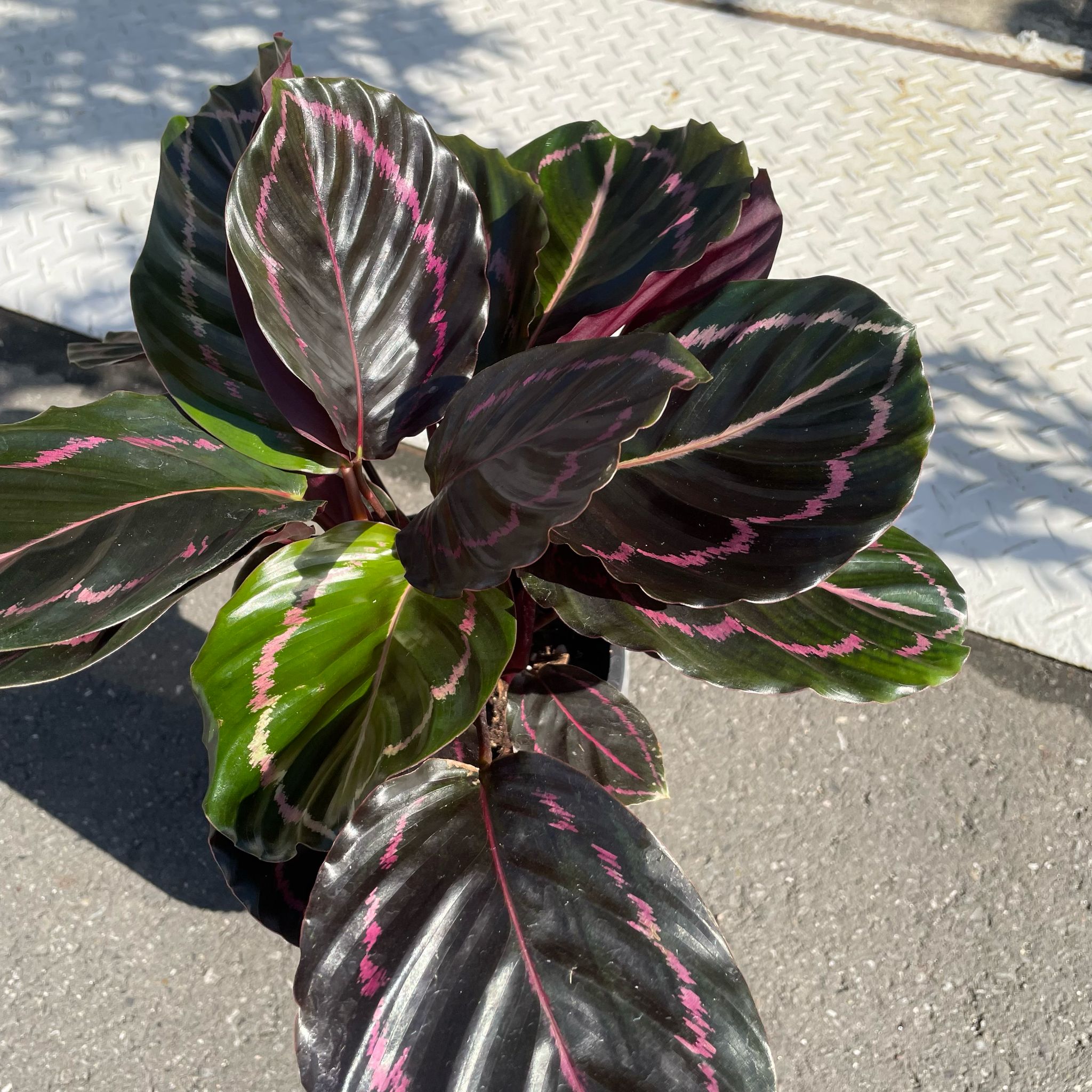 カラテア ドッティ I インドアプランツ I プラントソサエティ