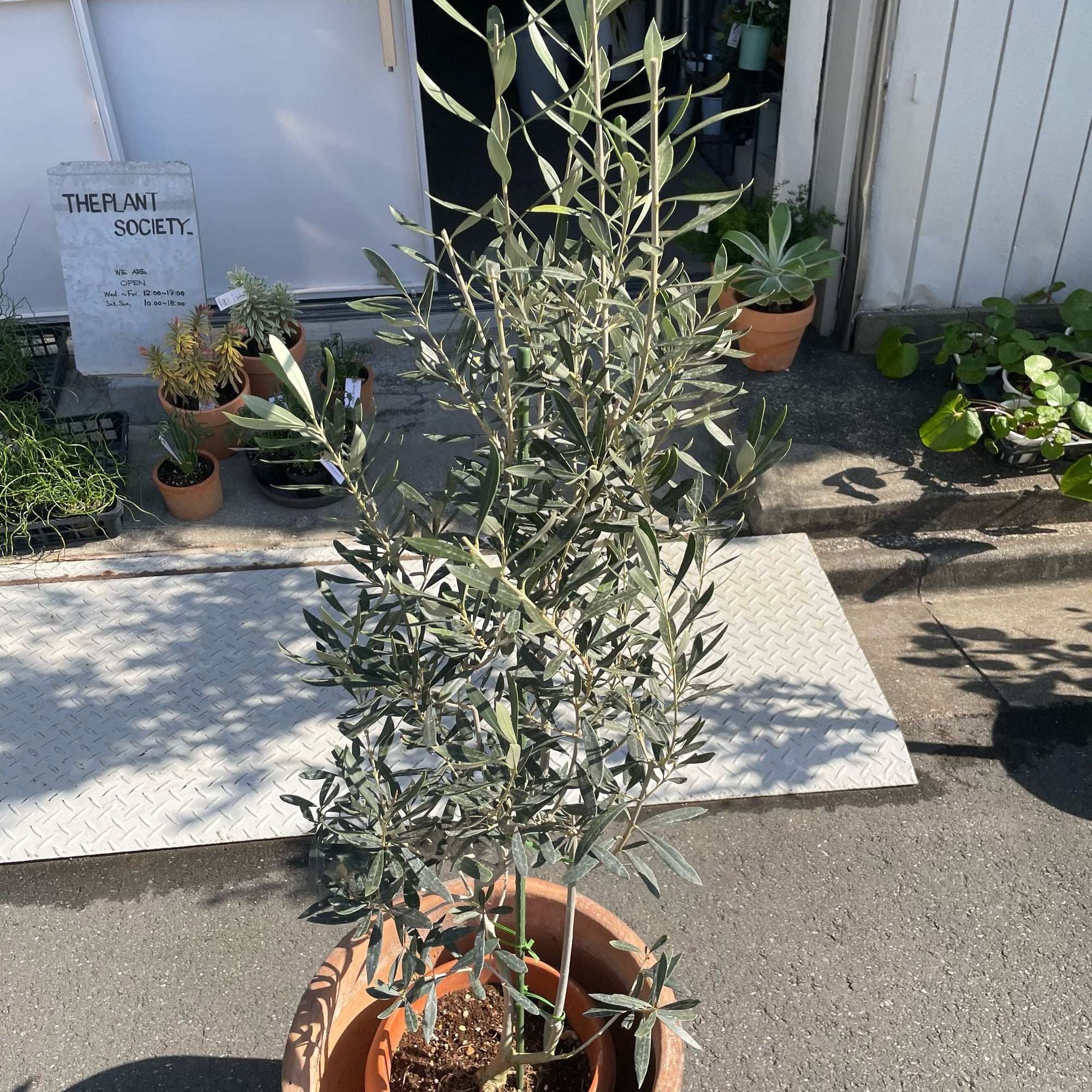 Olive オリーブ