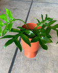 Philodendron ‘Distantilbum’ フィロデンドロン ディスタンティロブム Size 4