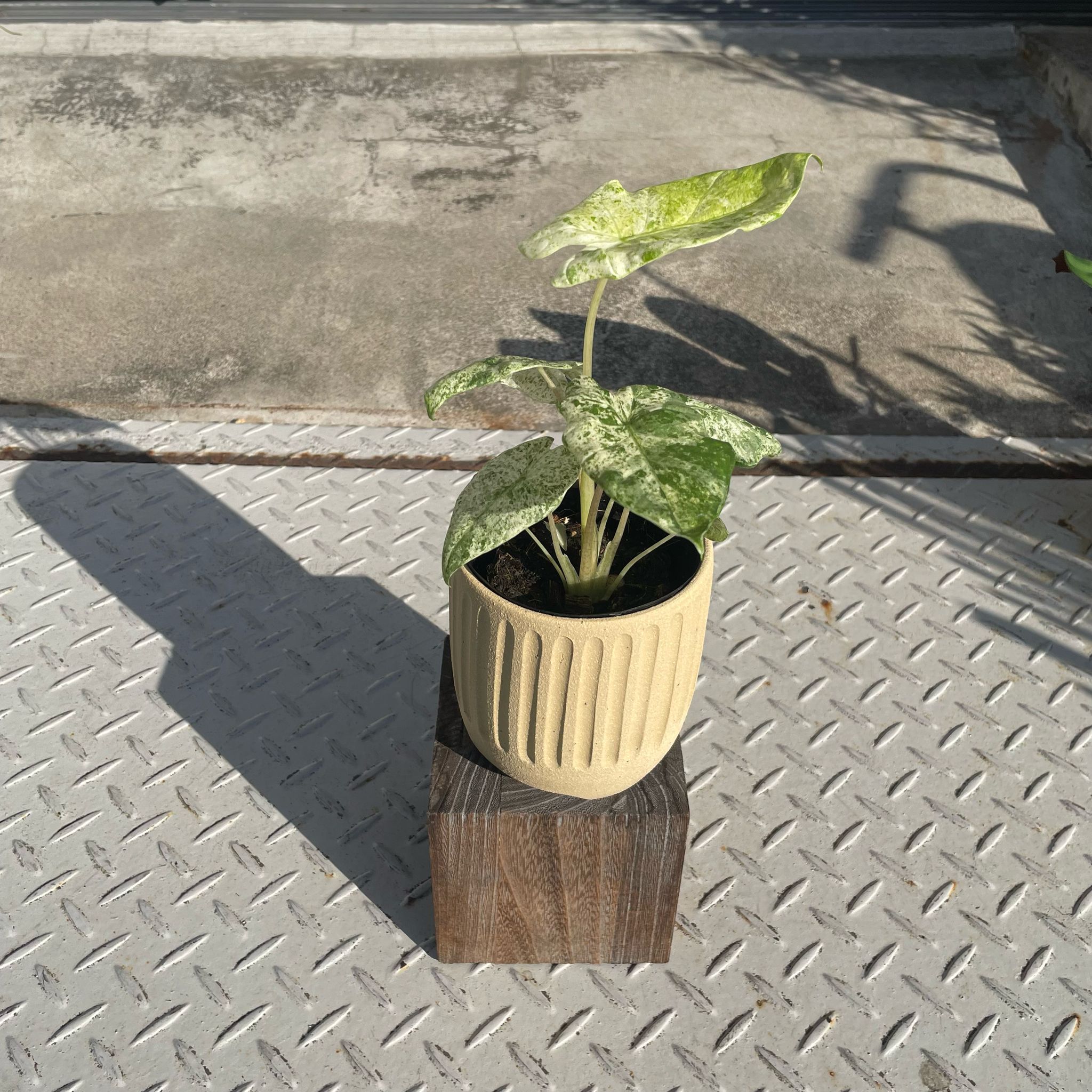 葉 アロカシア アマゾニカ ポリーミント バリエガータ 斑入り Alocasia x