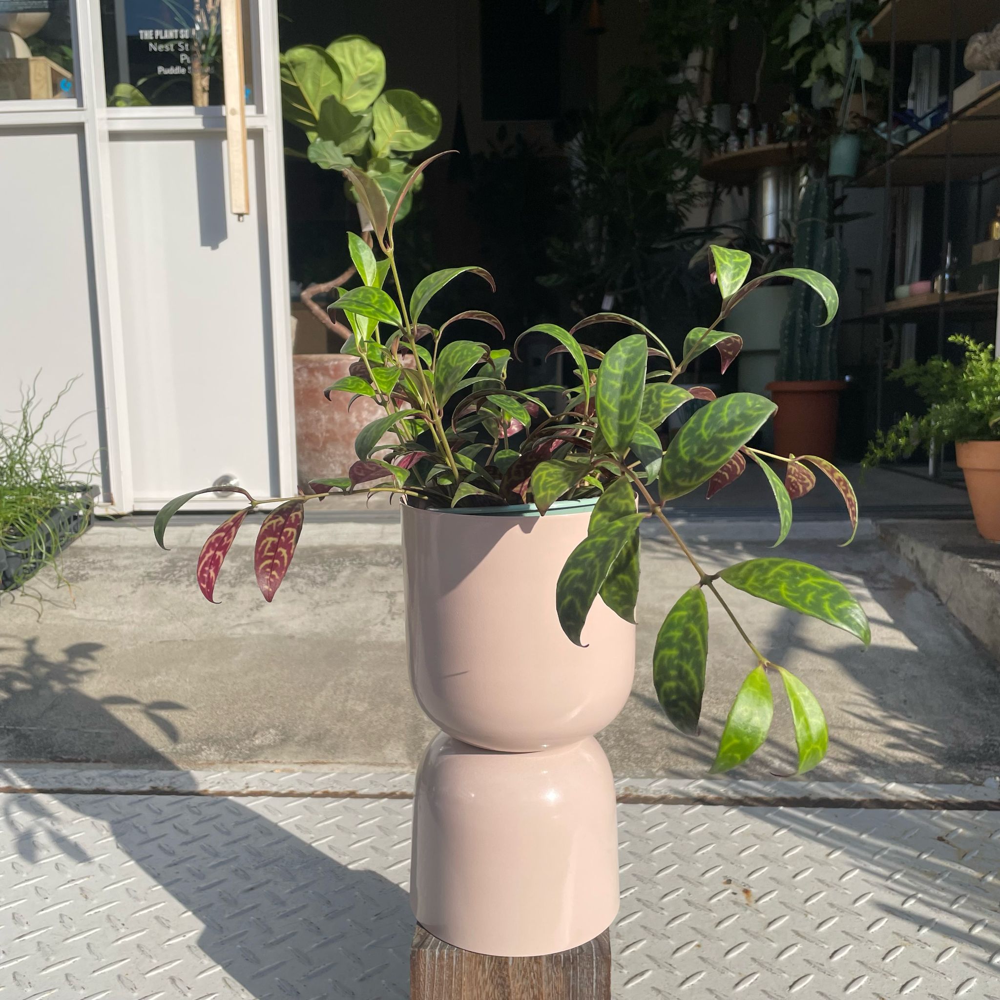 エスキナンサス マルモラタス I インドアプランツ I プラント