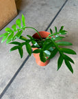 Philodendron ‘Distantilbum’ フィロデンドロン ディスタンティロブム Size 4