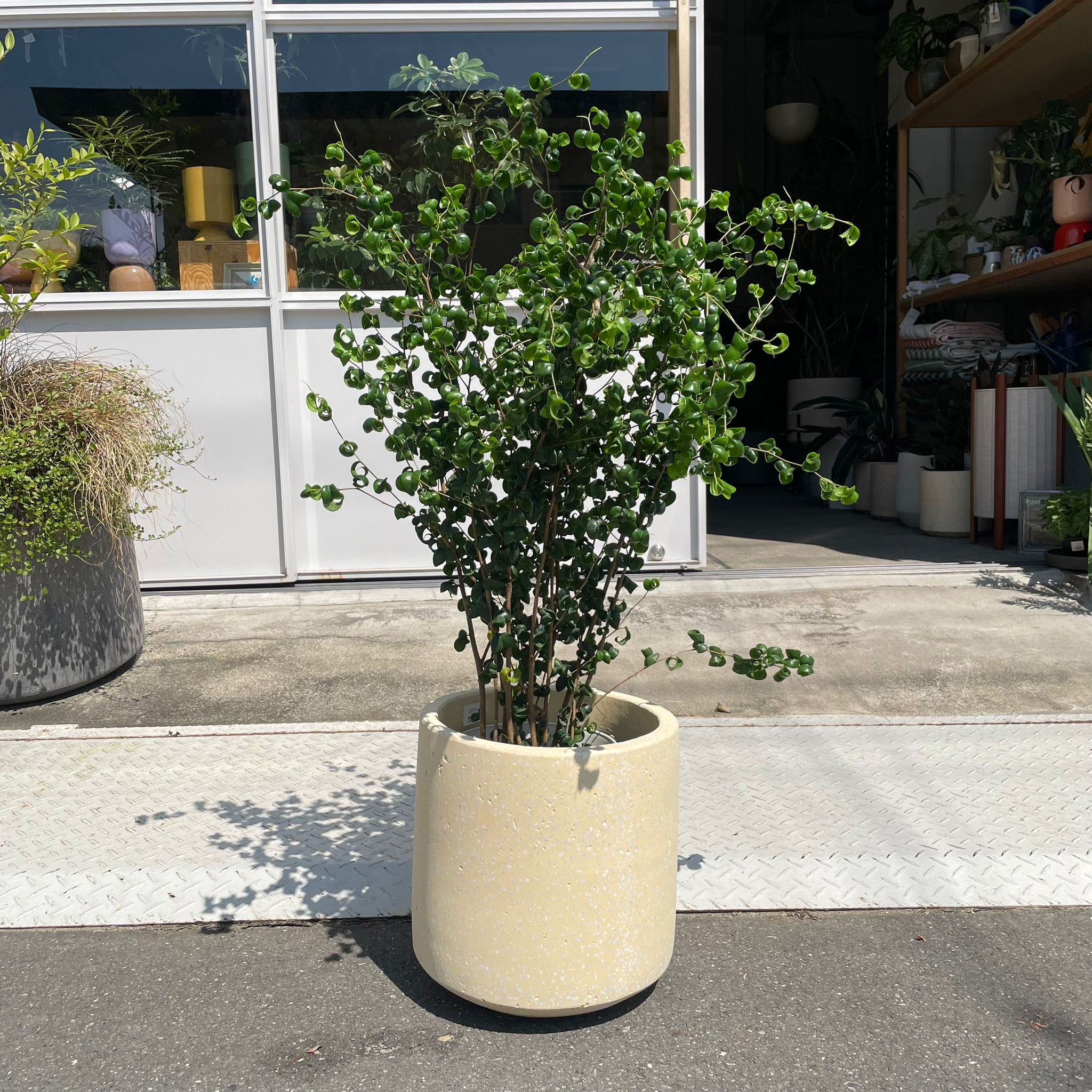Windsor Planter ウィンドソープランター I 植木鉢 I プラント