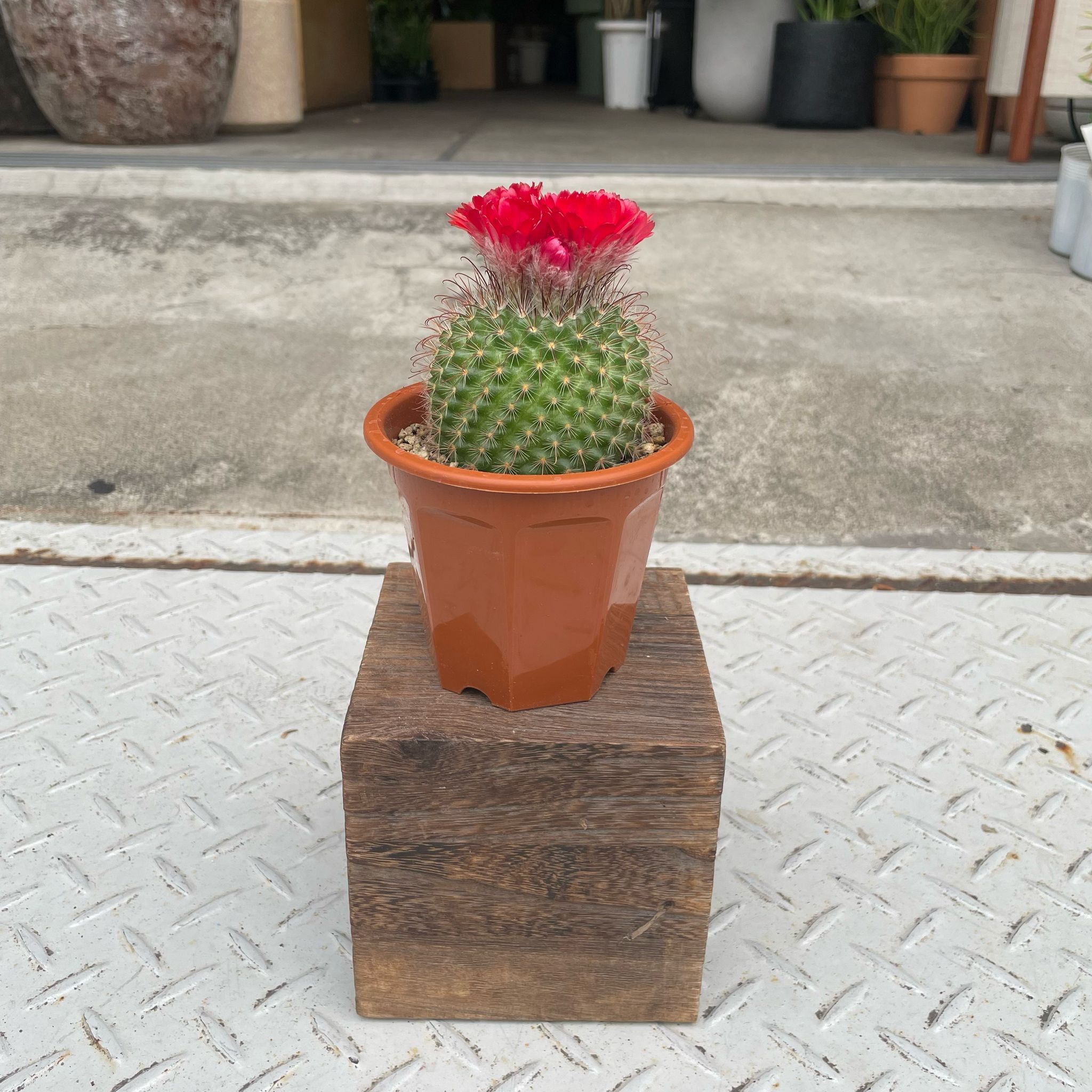 花サボテン I インドアプランツ I プラントソサエティトーキョー