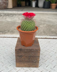 Flower Cactus 花サボテン アソート