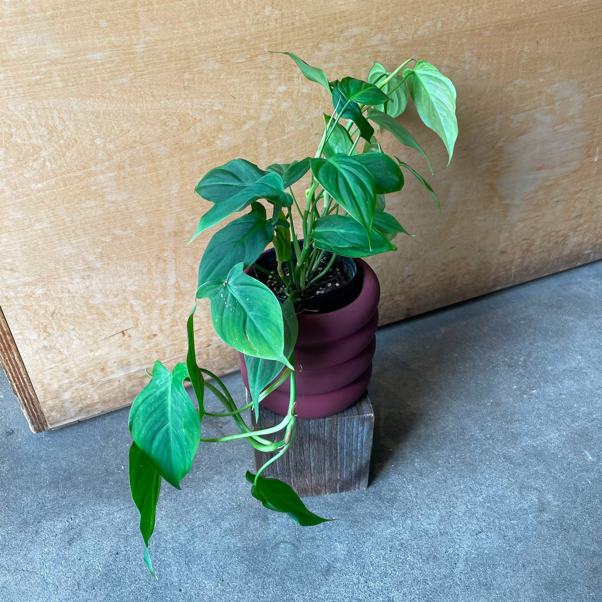 Philodendron 'Camposportoanum' フィロデンドロン カンポスポートアナム Size 3