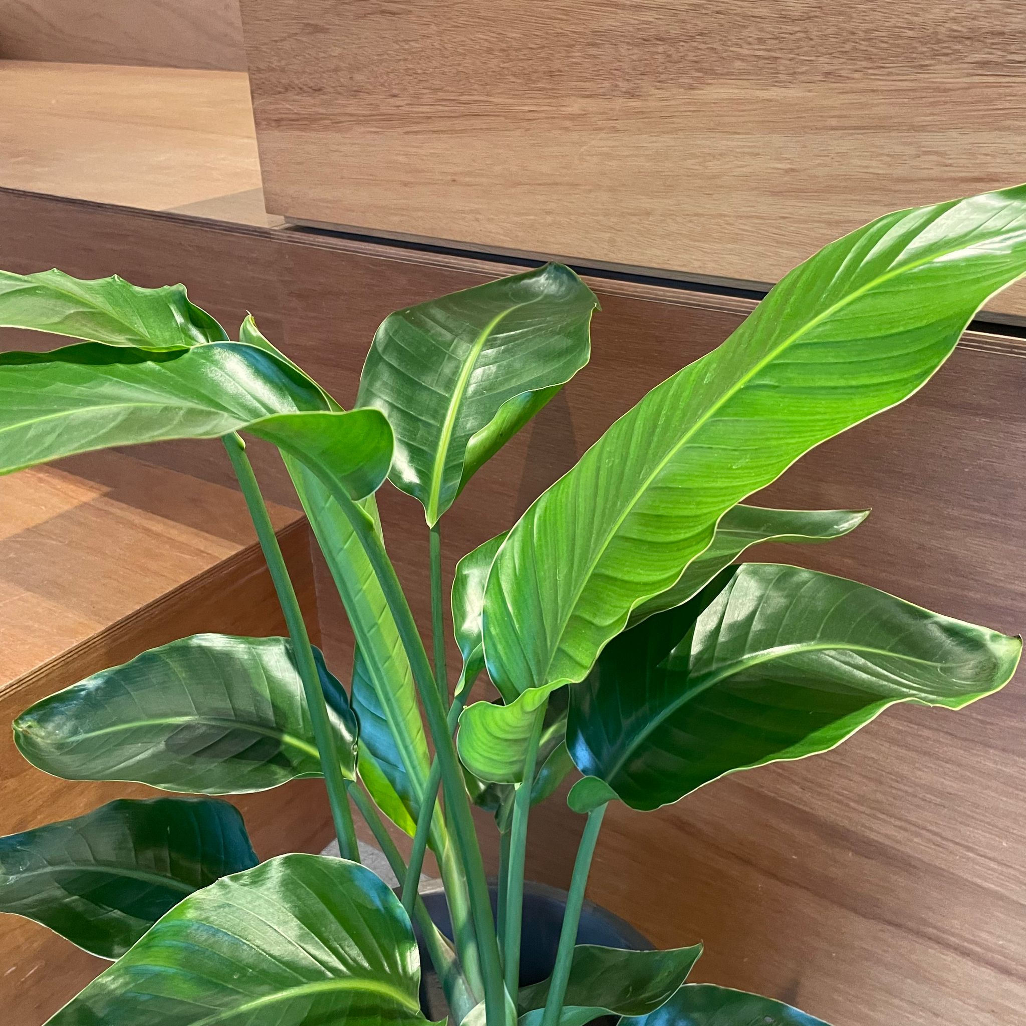 ストレチア レギネ I インドアプランツ I プラントソサエティ