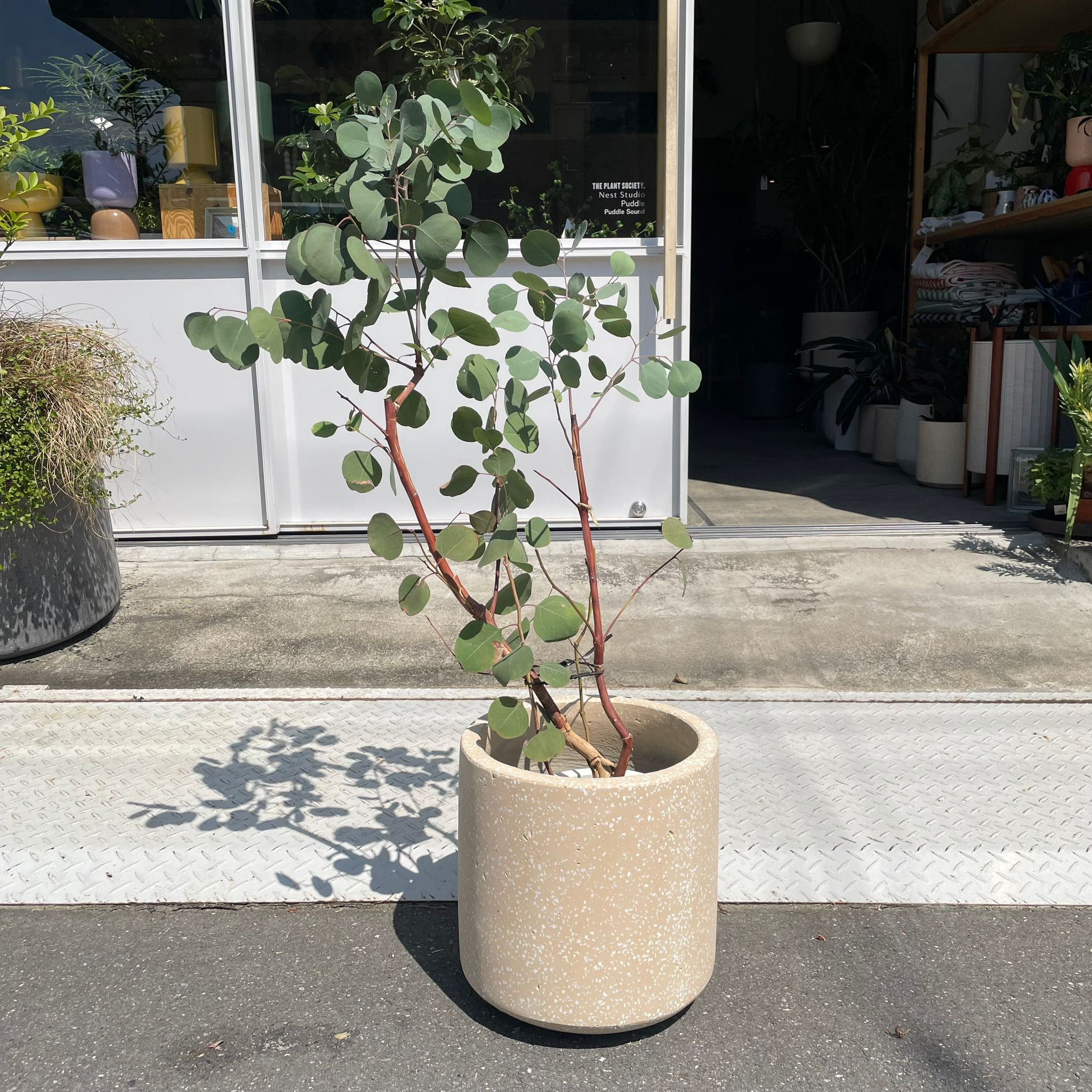 Windsor Planter ウィンドソープランター I 植木鉢 I プラント