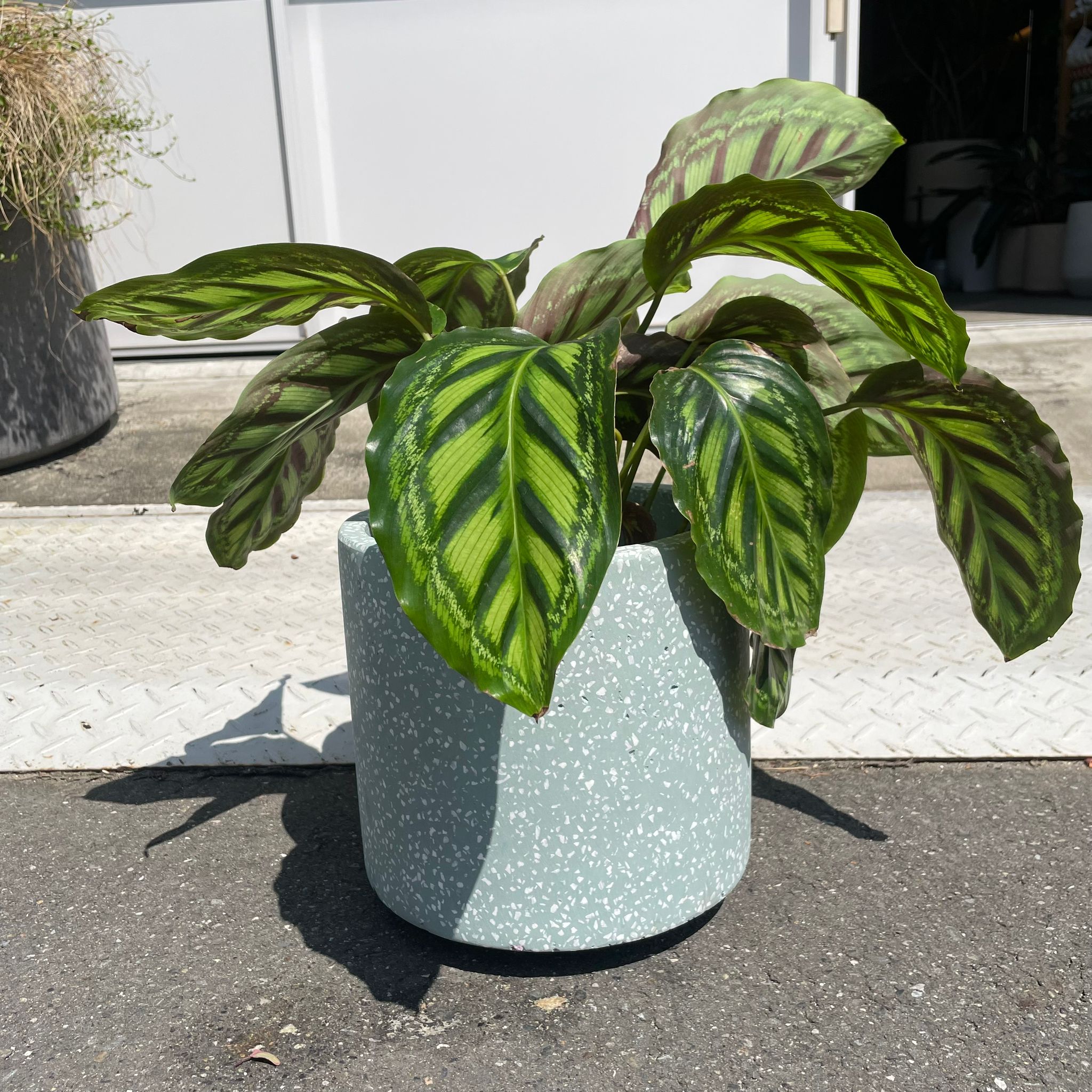 Windsor Planter ウィンドソープランター I 植木鉢 I プラント