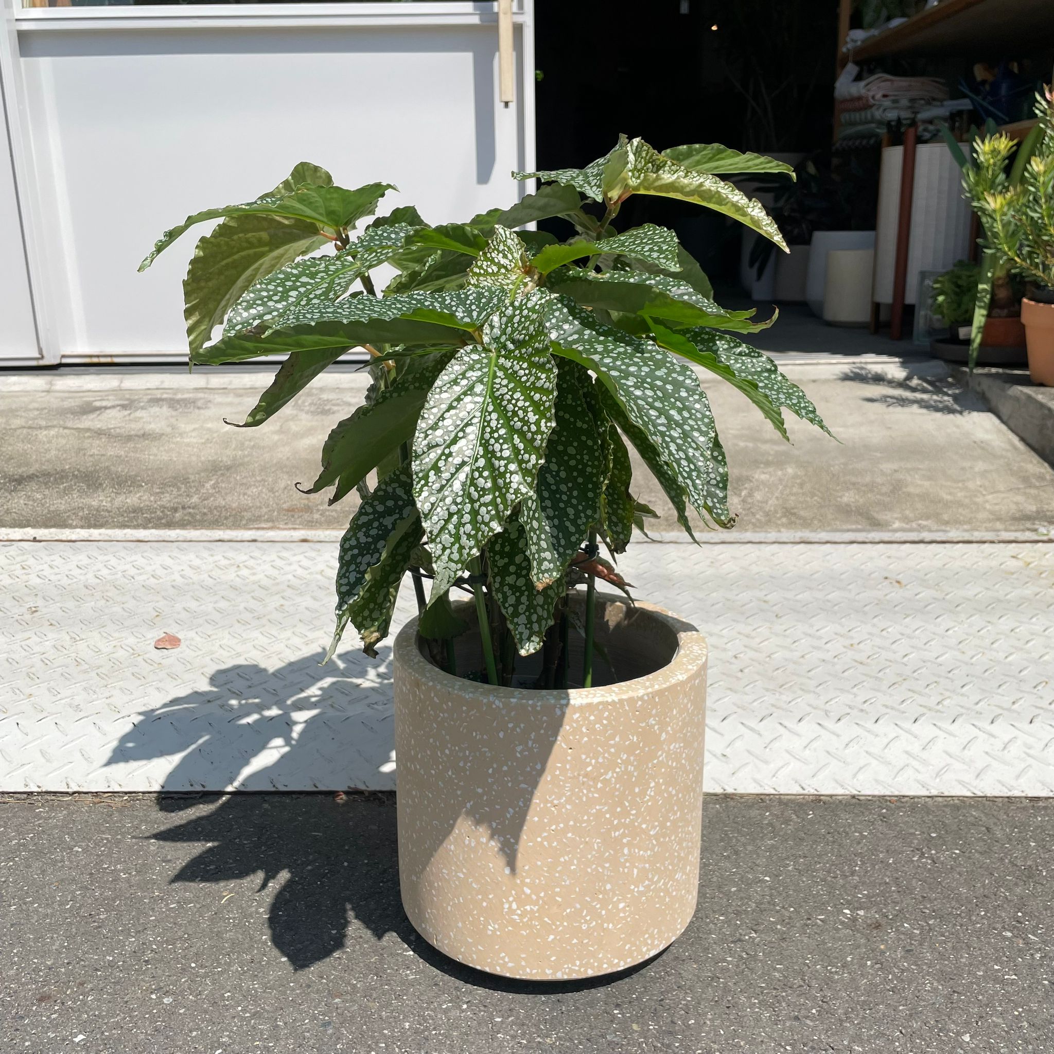 Windsor Planter ウィンドソープランター I 植木鉢 I プラント