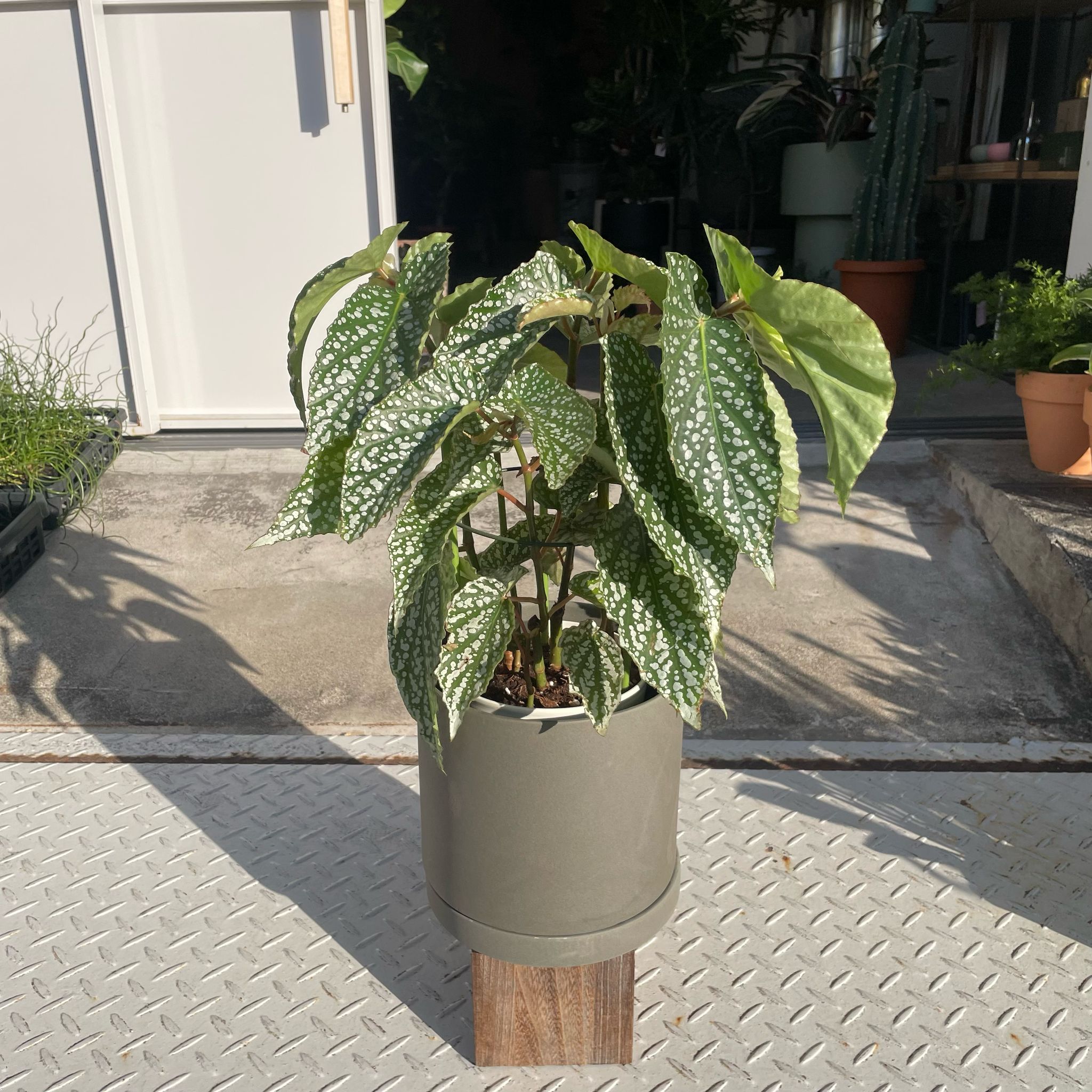 andinia pilosella 枝垂れ系ランシダ植物セット andinia pilosella 枝垂れ系ランシダ植物セット