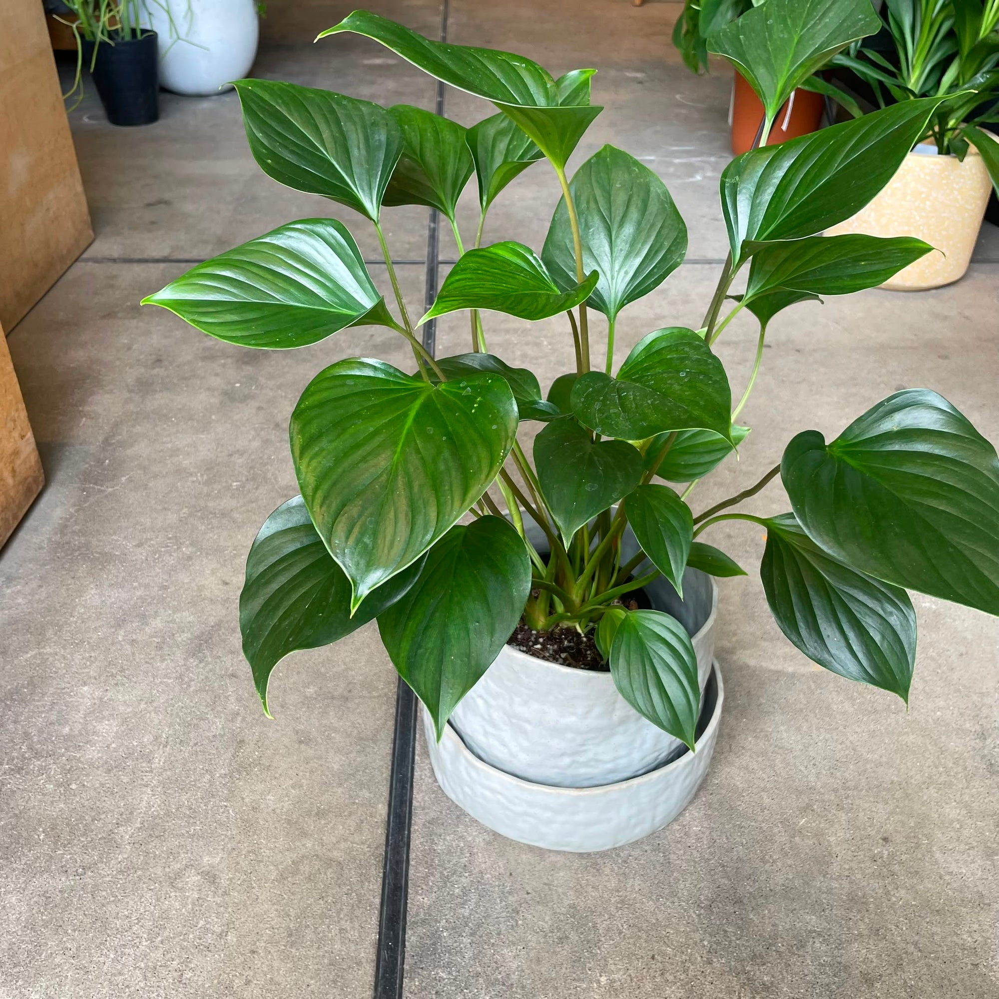 Homalomena 'Emerald Gem' ホマロメナ エメラルド ジェム Size 5