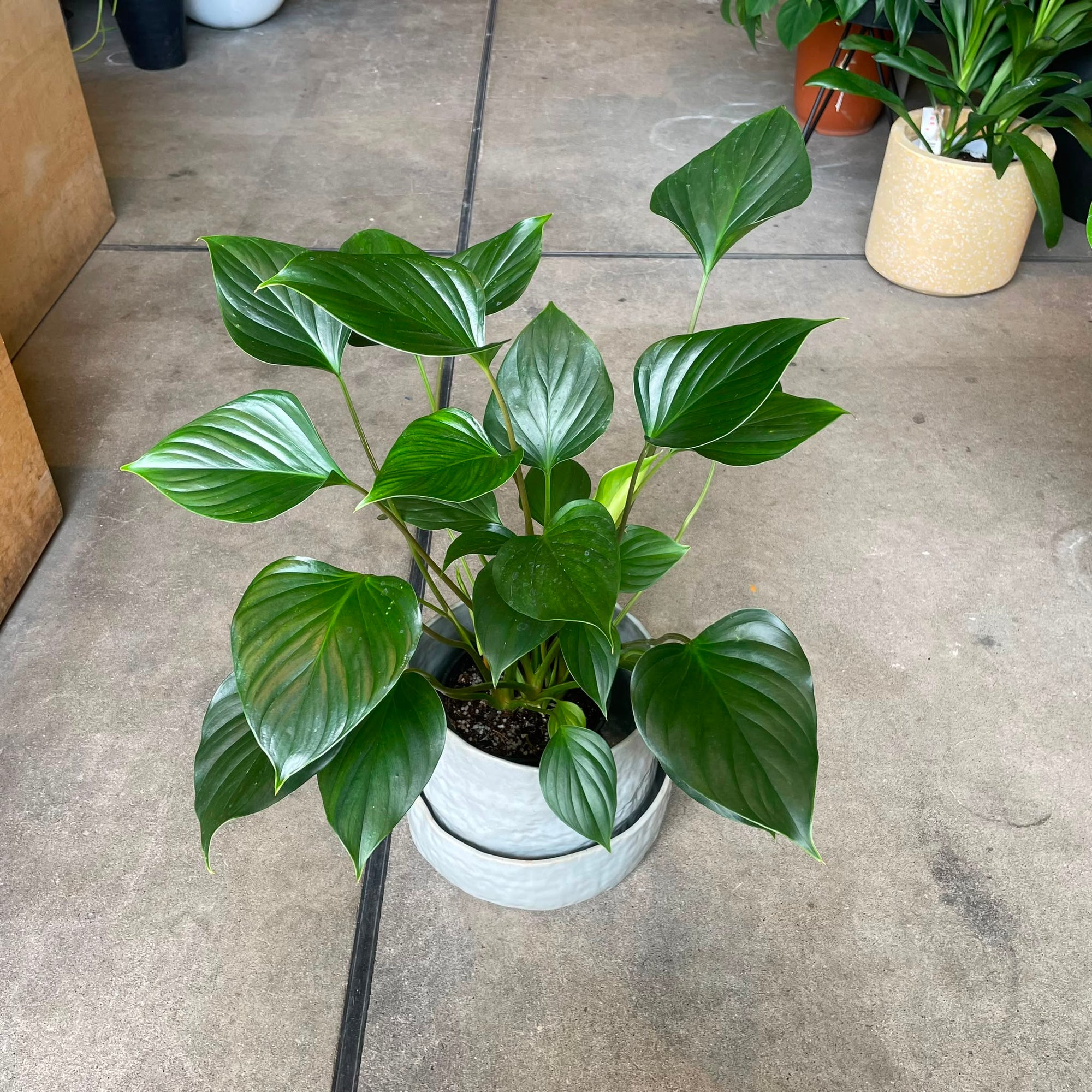 Homalomena 'Emerald Gem' ホマロメナ エメラルド ジェム Size 5
