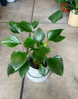 Homalomena 'Emerald Gem' ホマロメナ エメラルド ジェム Size 5