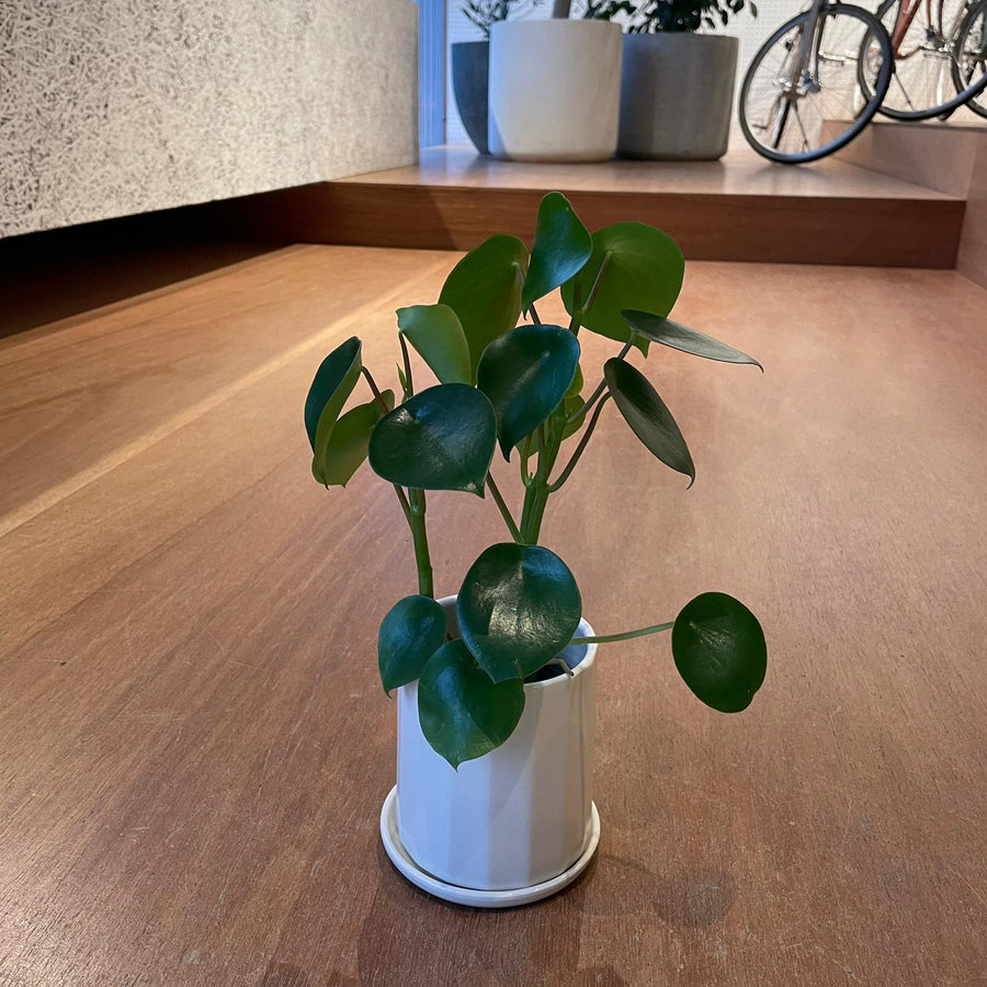 Coin Leaf Peperomia コインリーフぺペロミア