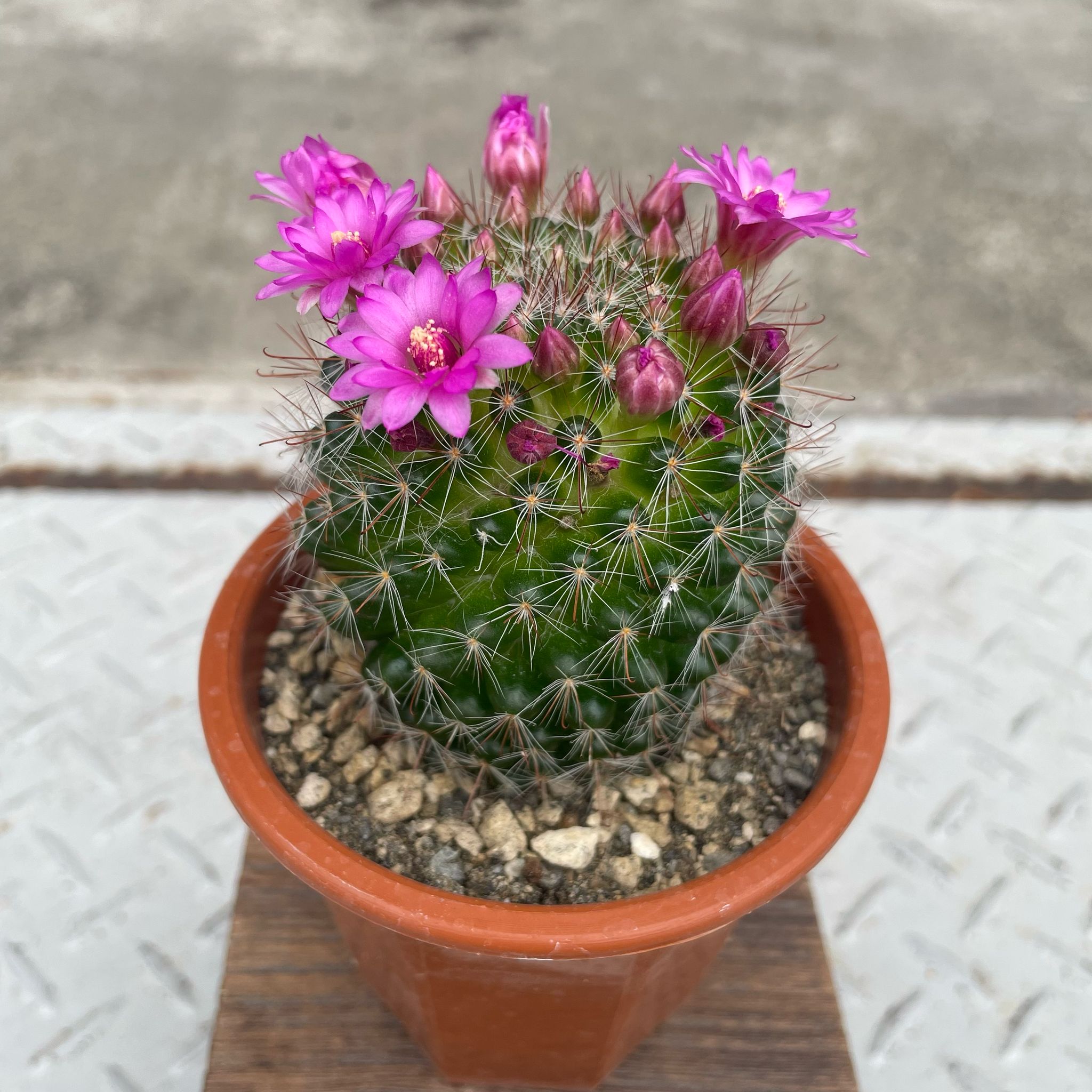 サボテンと人工花の装飾用植物　150㎝（プランター付） サボテン 大型 フェイクグリーン リアル 人工観葉植物 造花 インテリア