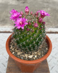 Flower Cactus 花サボテン アソート