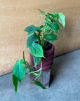 Philodendron 'Camposportoanum' フィロデンドロン カンポスポートアナム Size 3