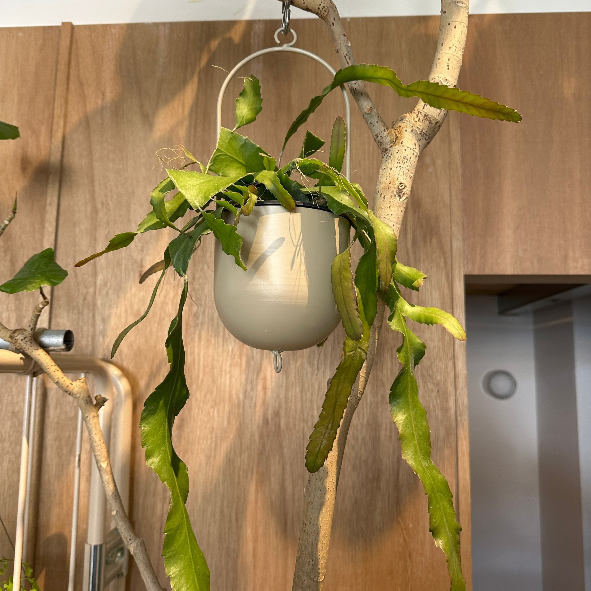 Plants プランツ I 植物インドアプランツ一覧 I プラントソサエティ