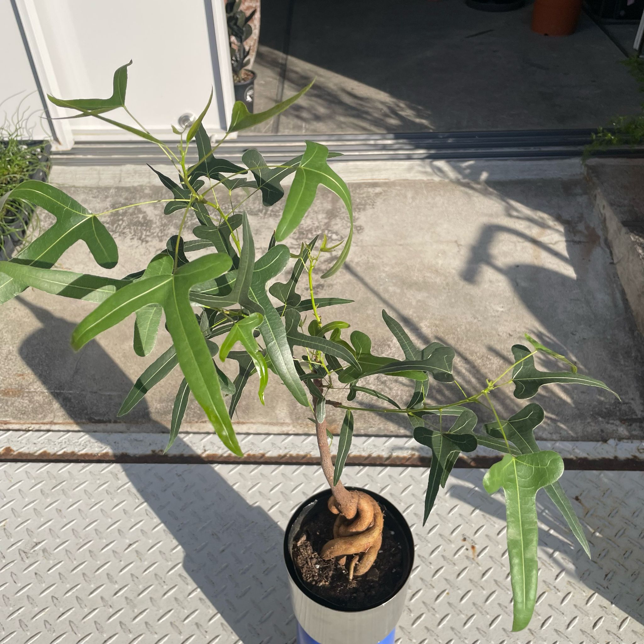 ☆ ボトルツリー•ポプルネウス♪ 陶器 124cm♪ ボトルツリー ブラキキトン ポプルネウス 選べる樹形 6号 陶器鉢