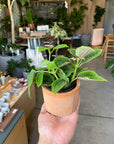 Pilea cv. Moon Valley　ピレア　ムーンバレー