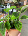 Pilea cv. Moon Valley　ピレア　ムーンバレー