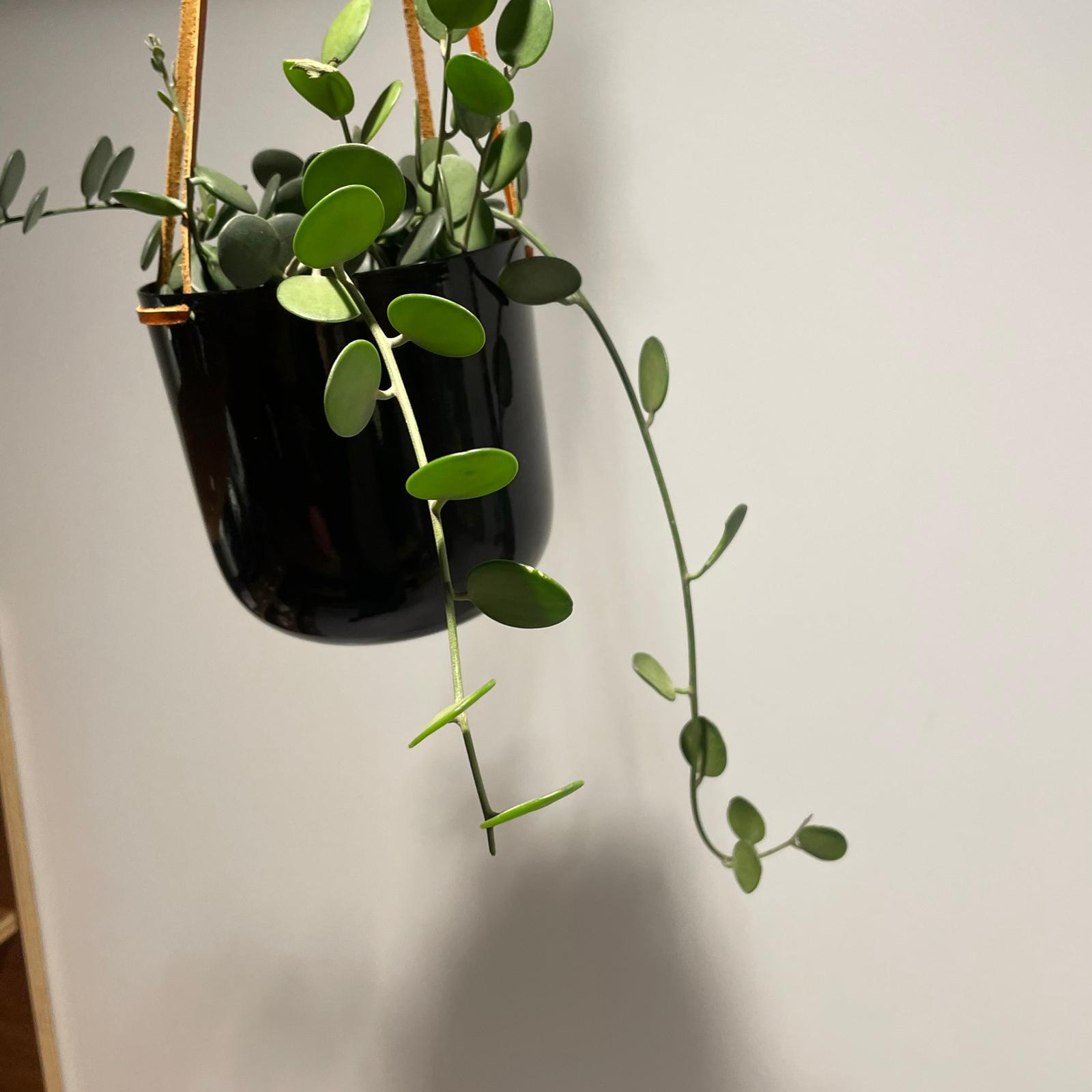 Silver Dollar Vine グリーンドラム I インドアプランツ I プラント