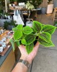 Pilea cv. Moon Valley　ピレア　ムーンバレー