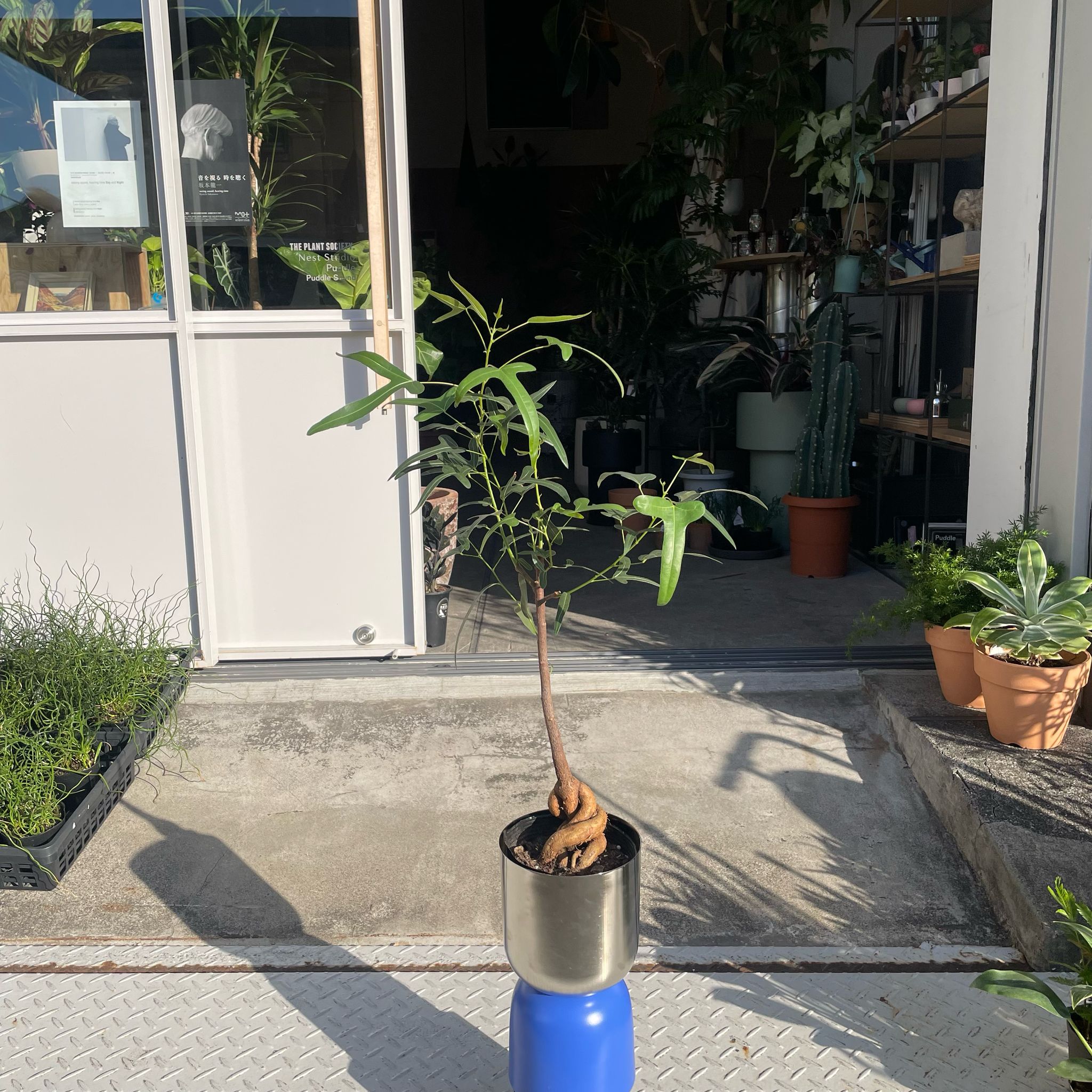 ボトルツリー (ブラキキトン)細葉 I インドアプランツ I プラント