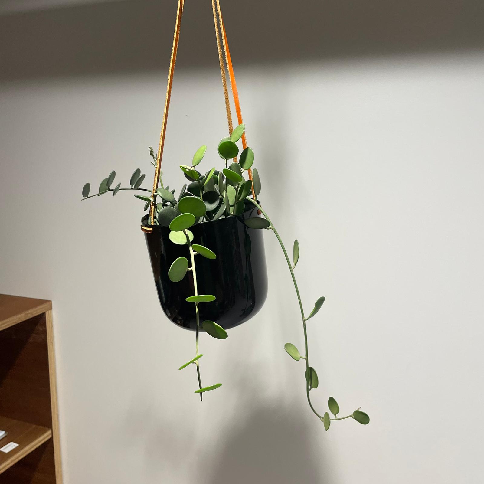 Silver Dollar Vine グリーンドラム I インドアプランツ I プラント