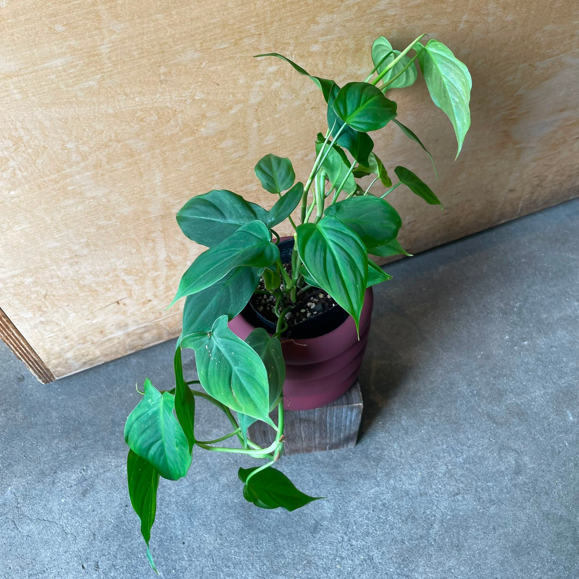 Philodendron 'Camposportoanum' フィロデンドロン カンポスポートアナム Size 3