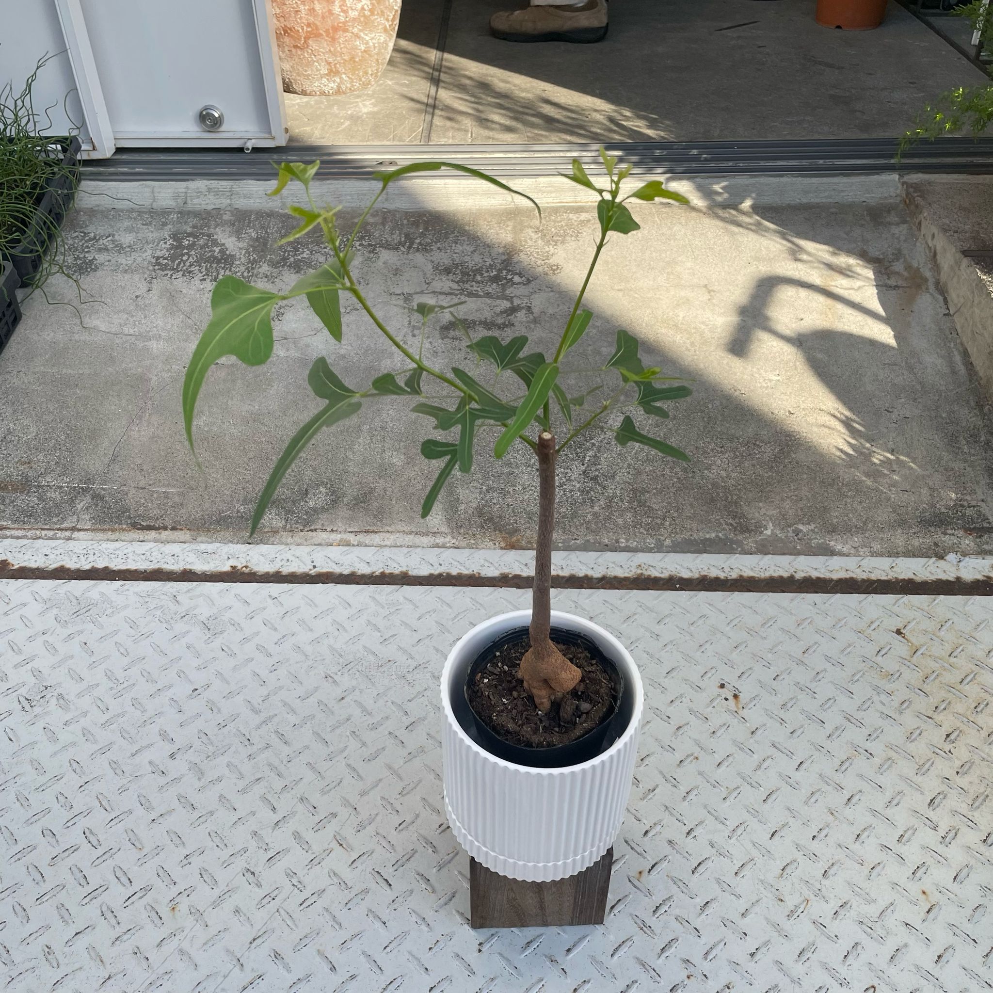 ボトルツリー (ブラキキトン)細葉 I インドアプランツ I プラント