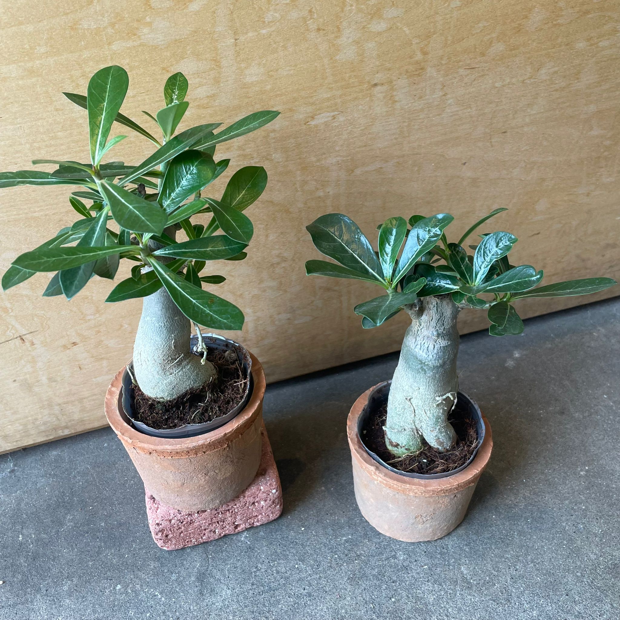 アデニウム.スワジクム 6a6692a718cfd23b8316d4e2b7779b