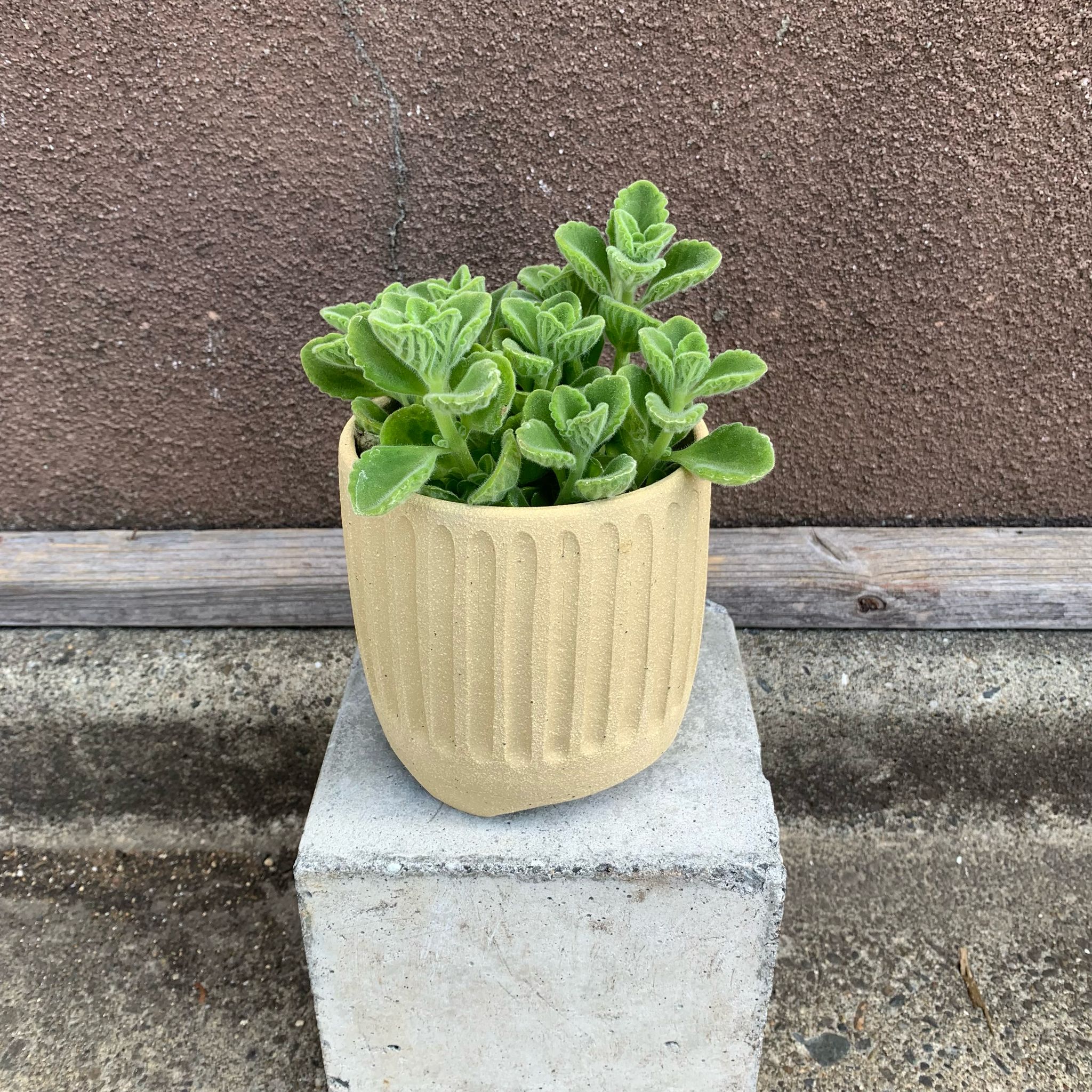 多肉植物　専用 命がかがやく、マリアンヌのバケツ。