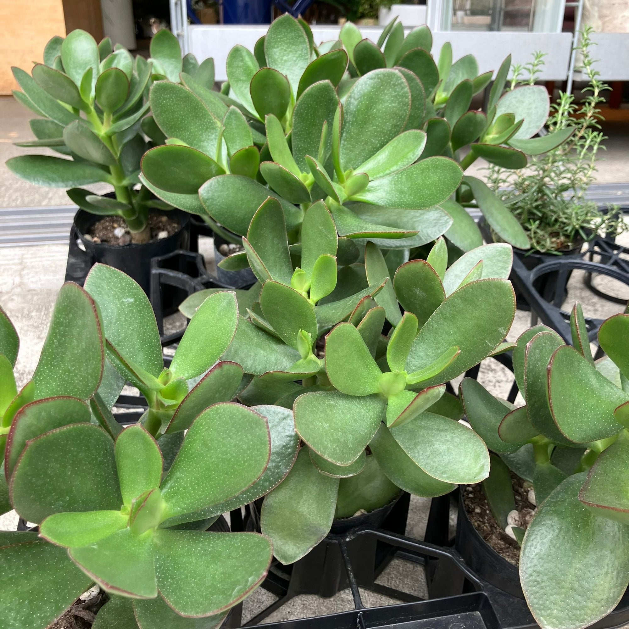 Crassula クラッスラ