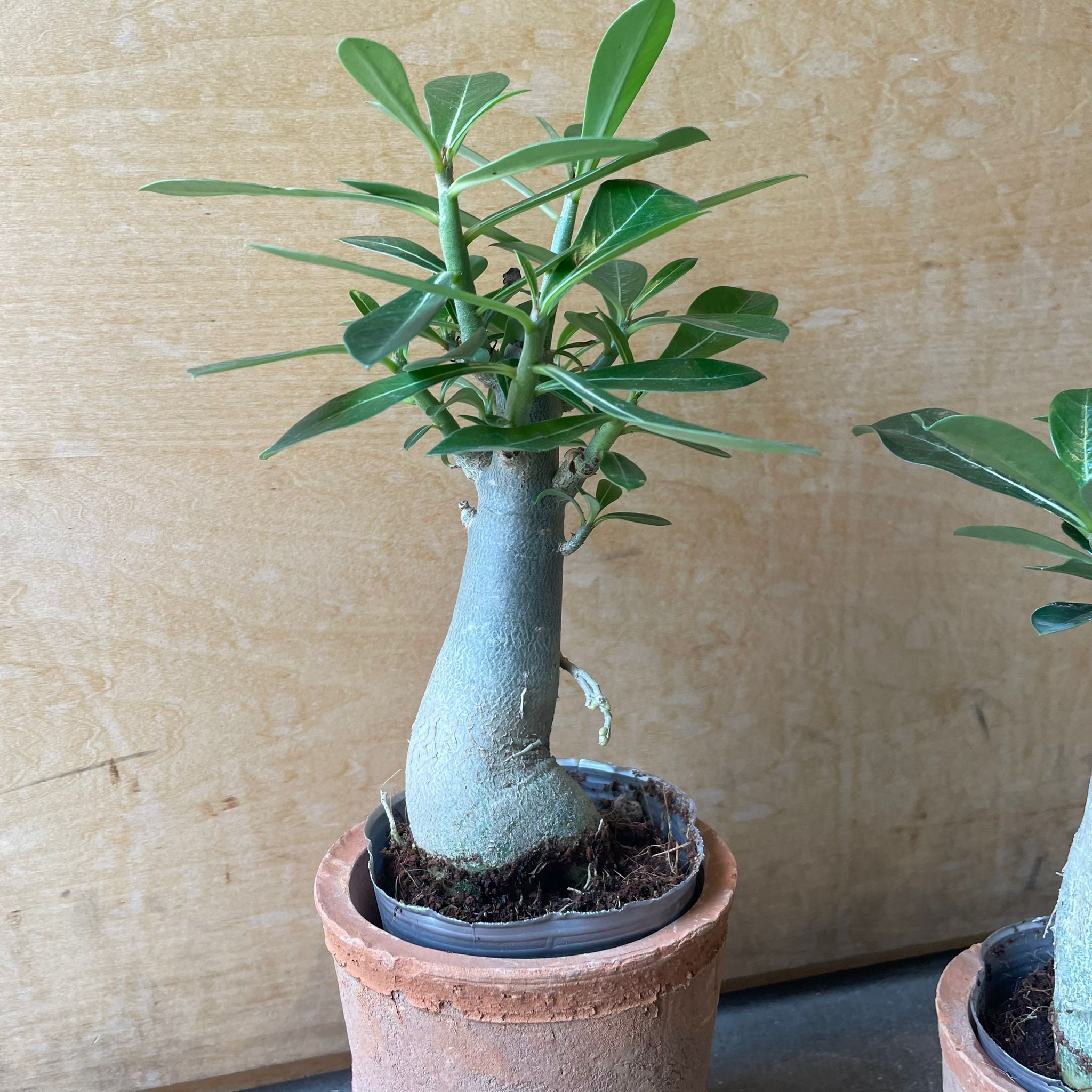 Adenium obesum“วังดอกดก”アデニウム アデニウム オベスム 「Adenium obesum 」3/29-222 | SHOUCHI