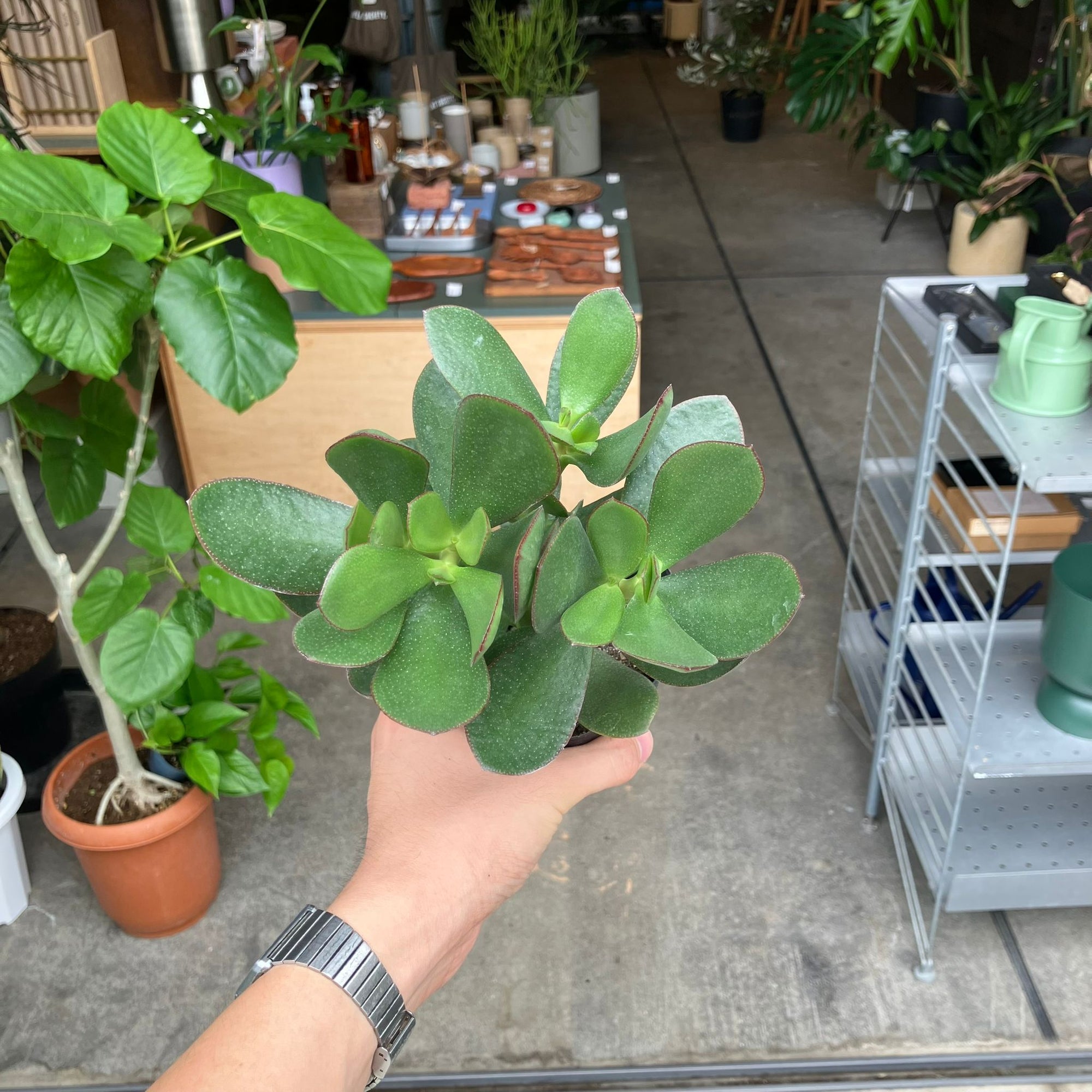 Crassula クラッスラ